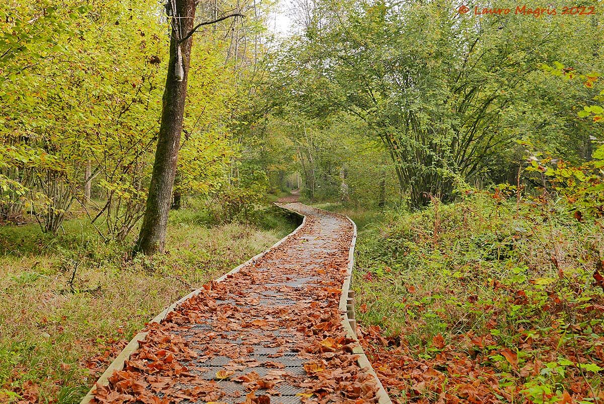 Passerella autunnale
