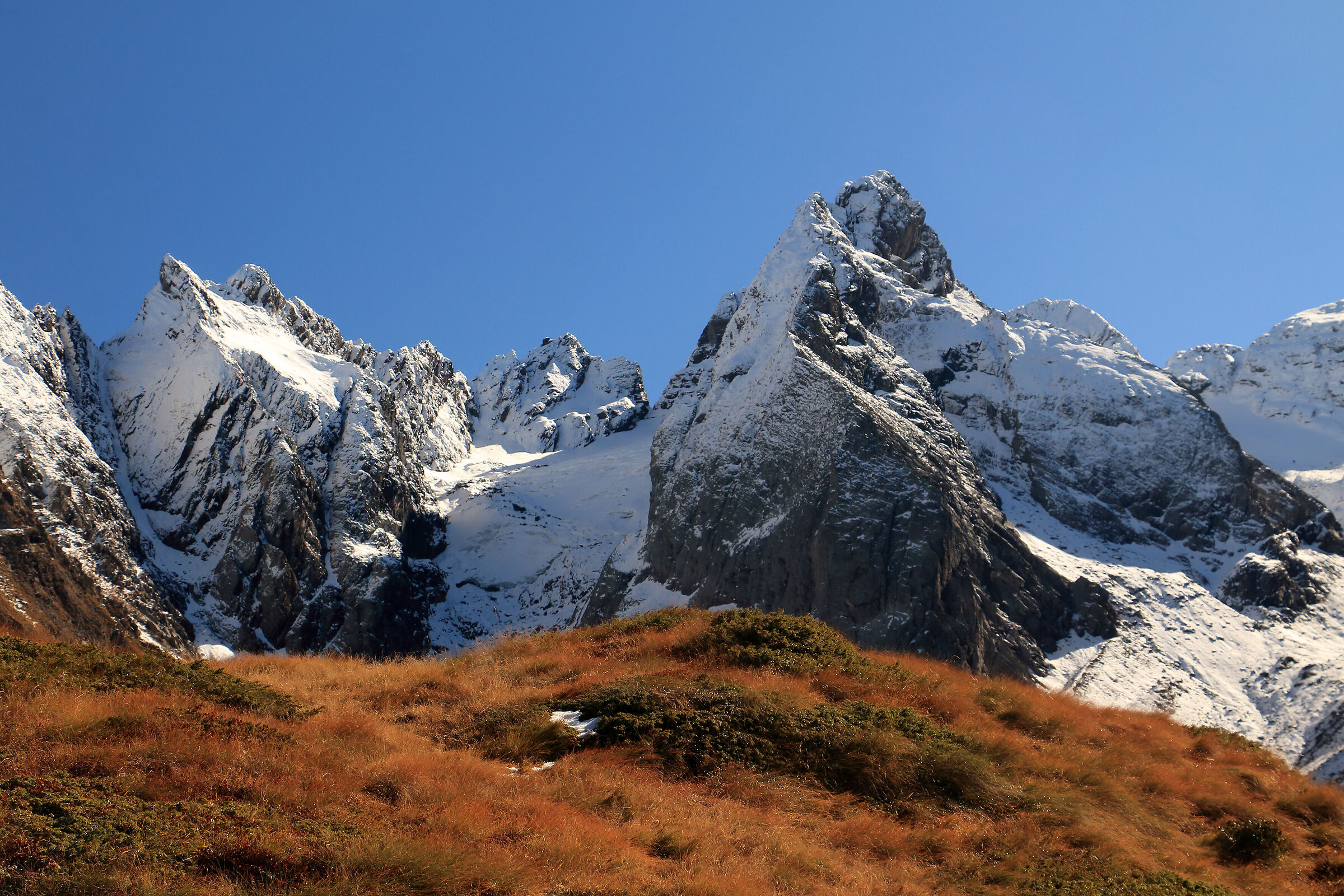 the bold crest Corti