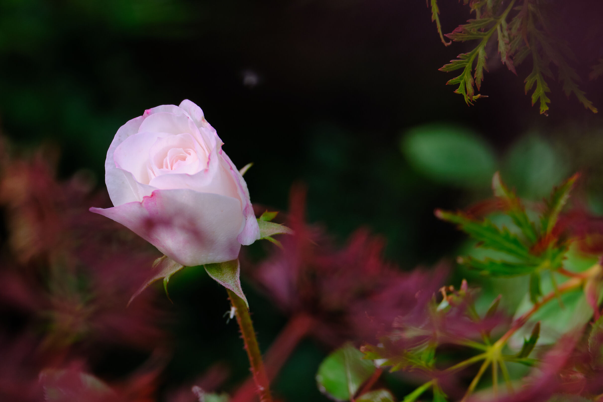 sbocciare in autunno