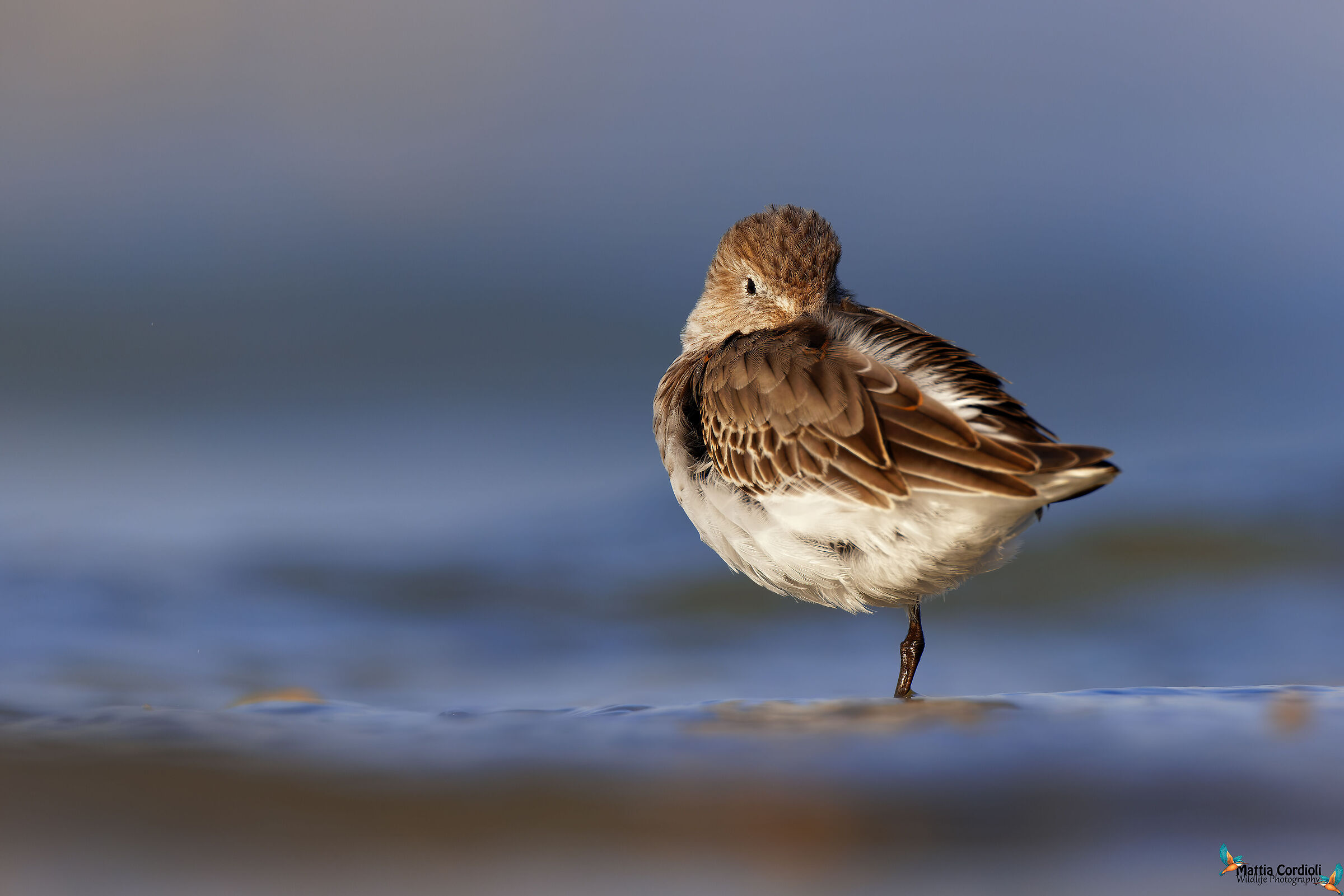 the rest of Pancianera