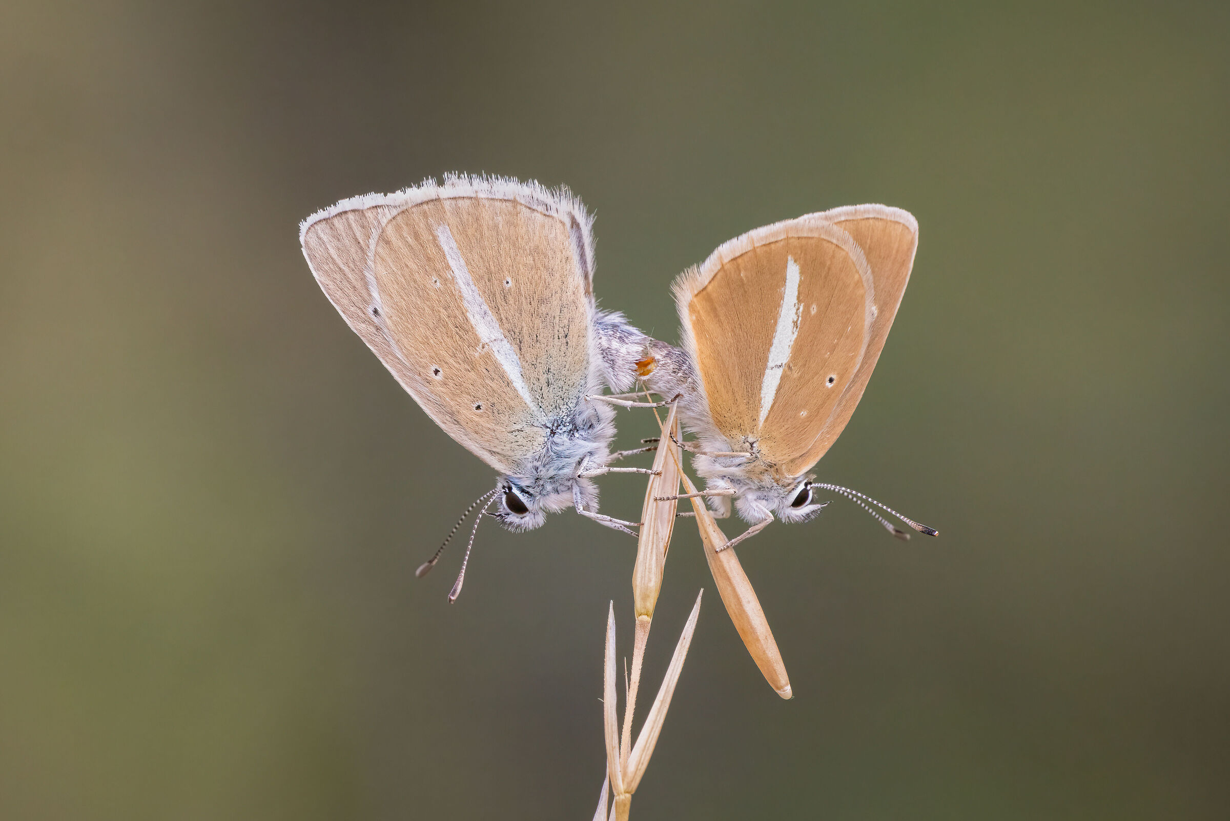 Accoppiamento di Polyommatus damon