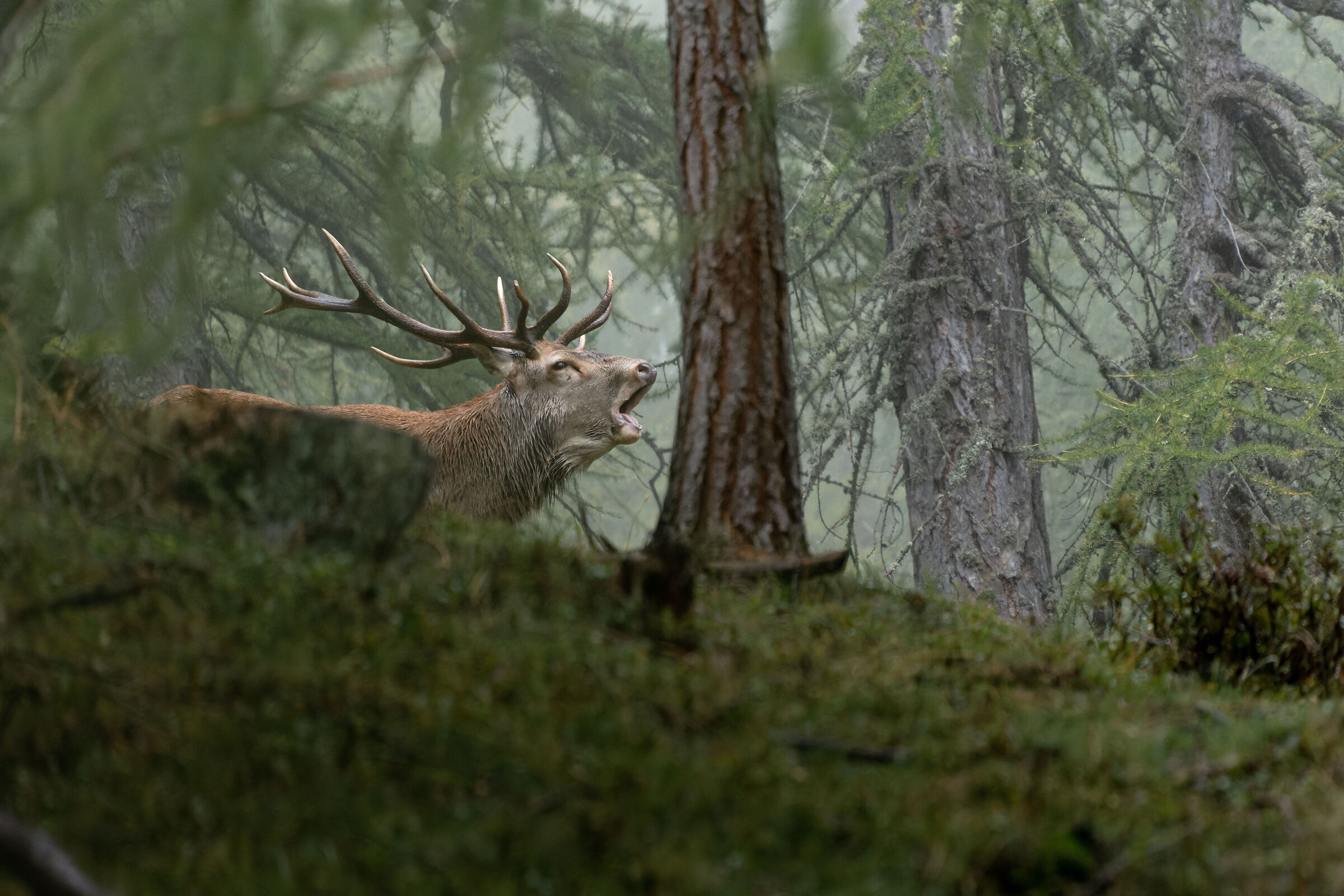 Bramito nella nebbia