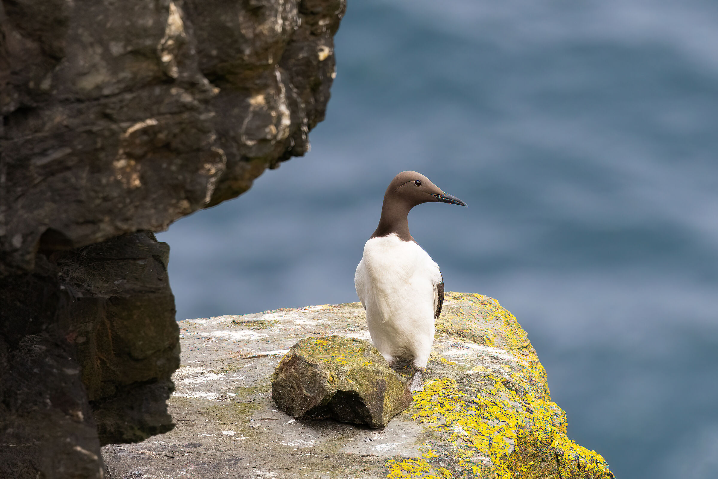 Guillemot