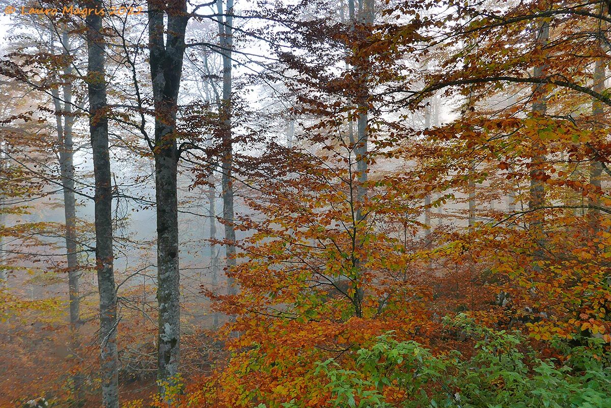 Quiete al primo mattino
