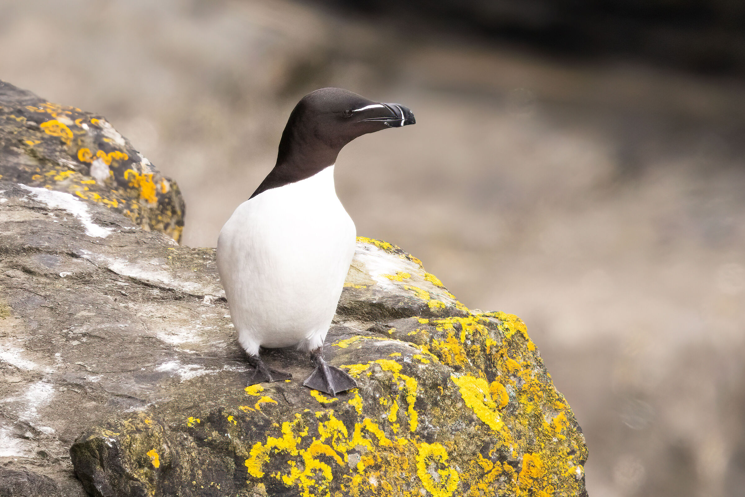 Razorbill