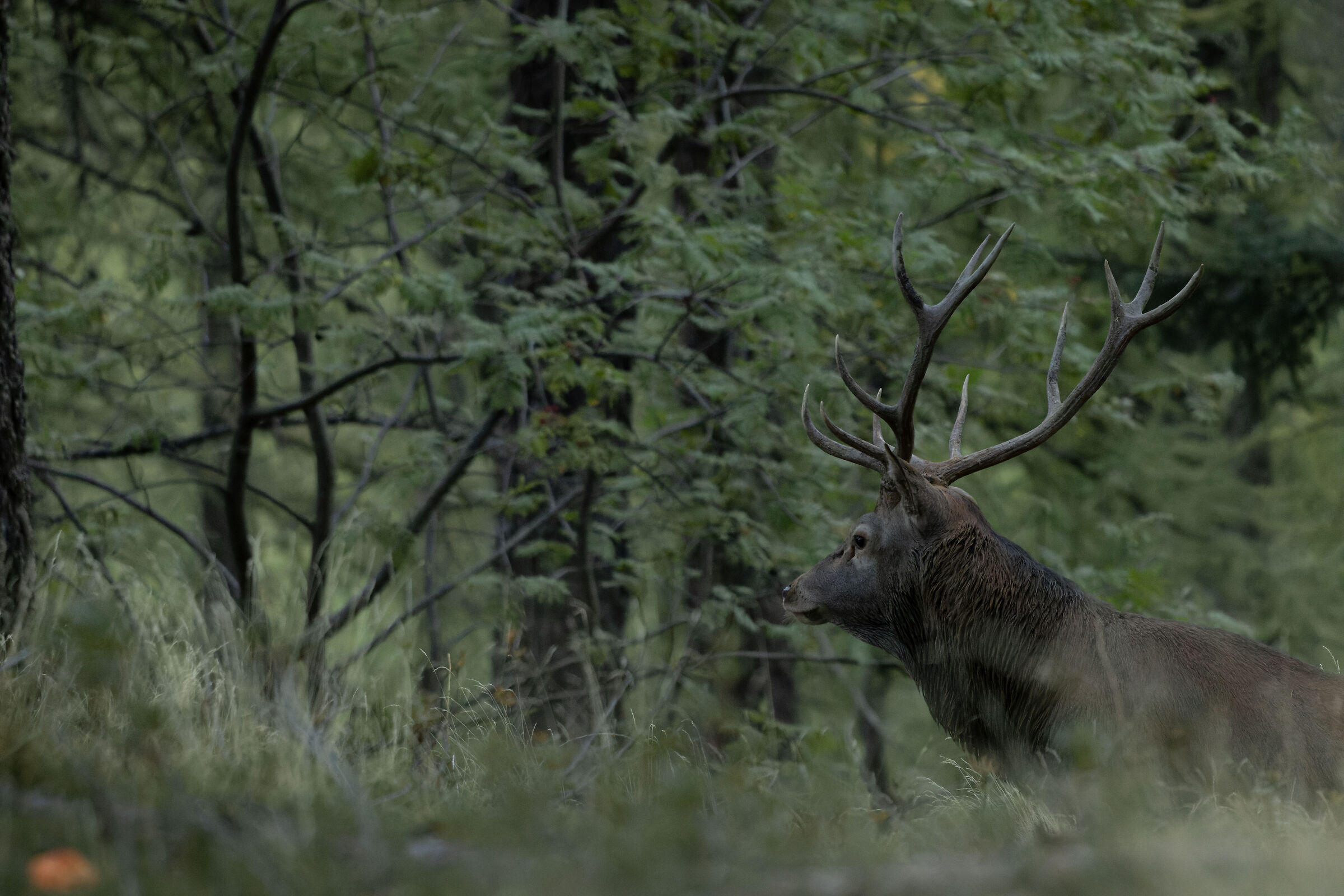 Deer