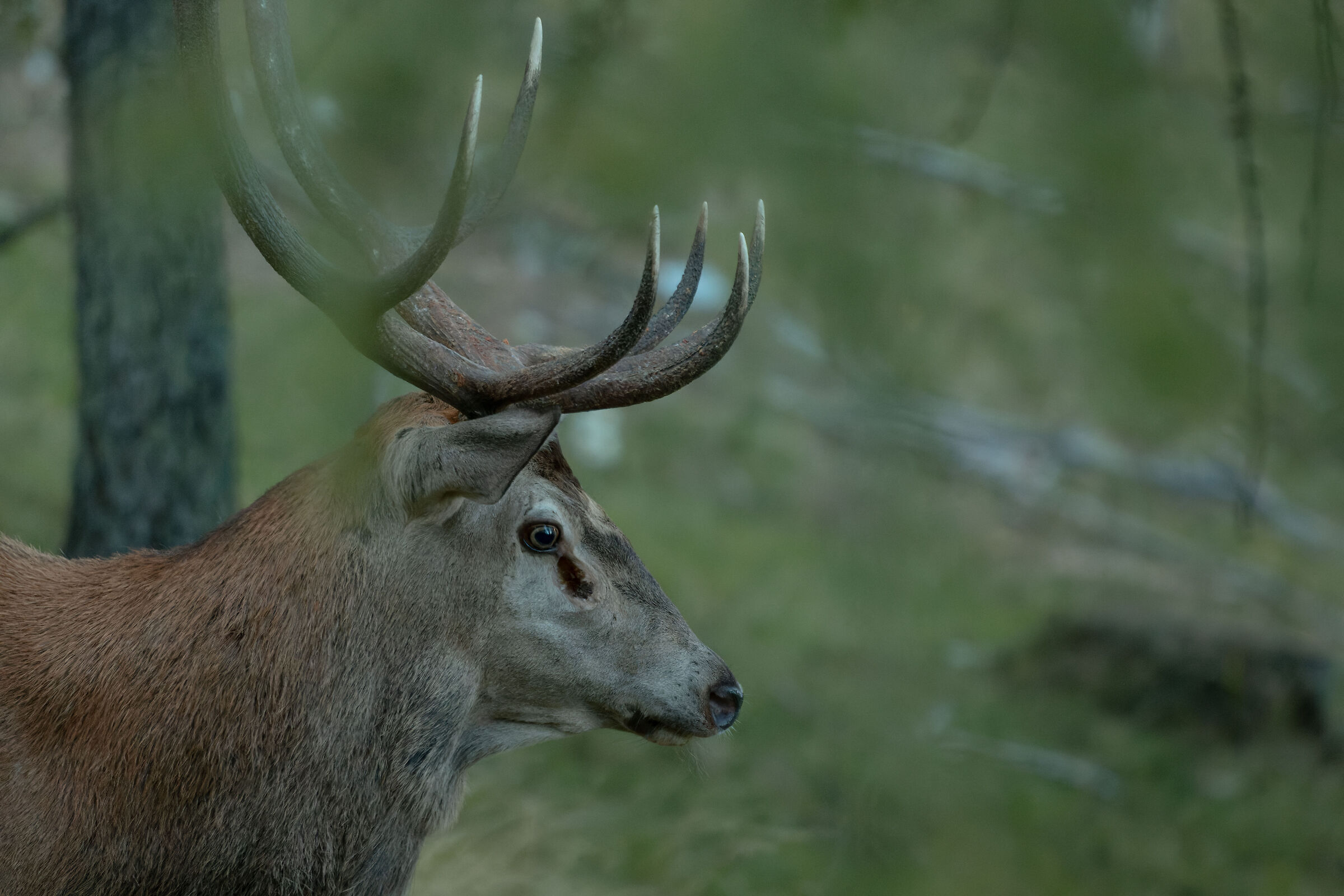 Deer
