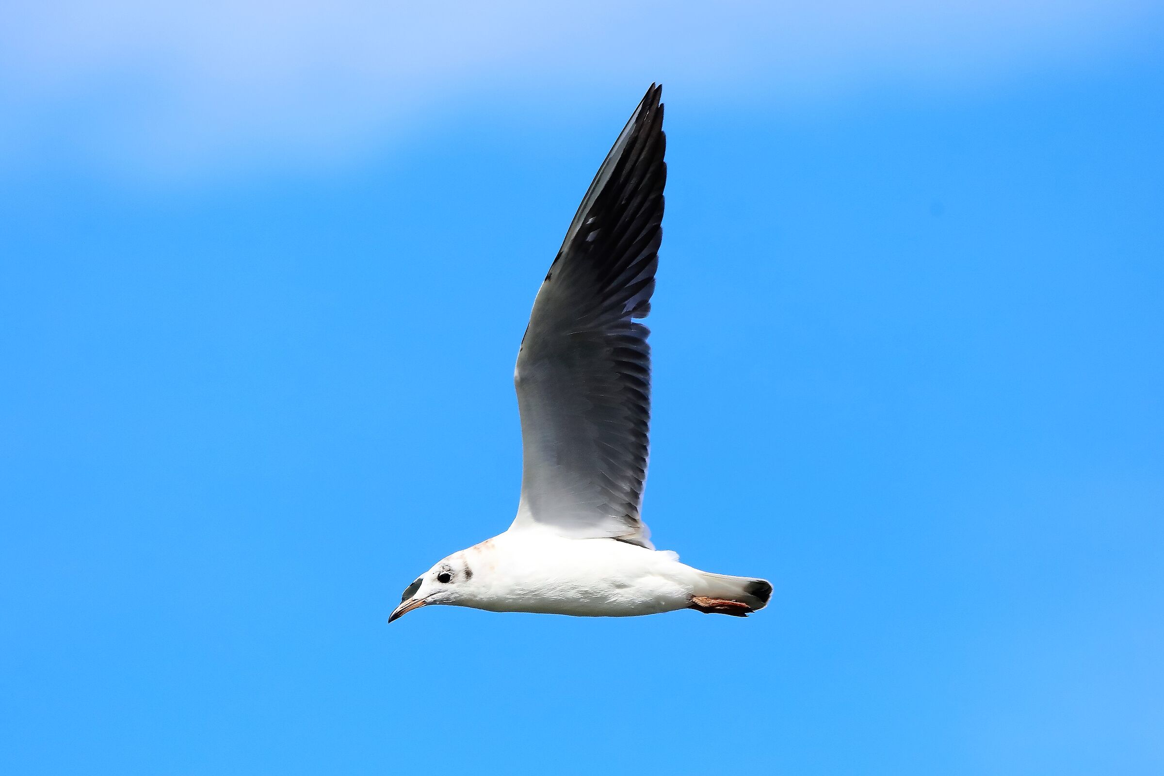 gabbiano terrestre 19-08-2022