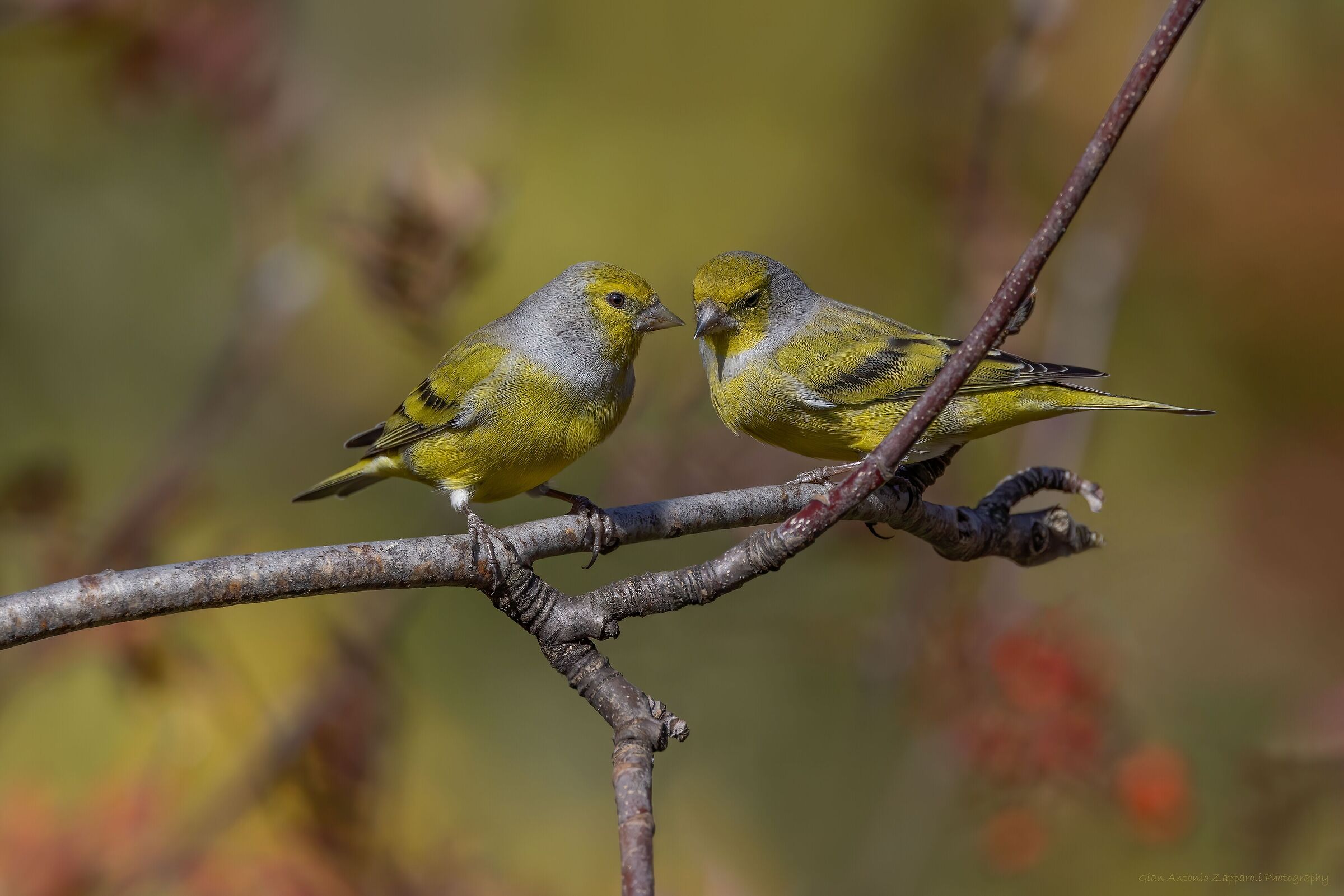Coppia di Venturoni alpini (Carduelis citrinella)