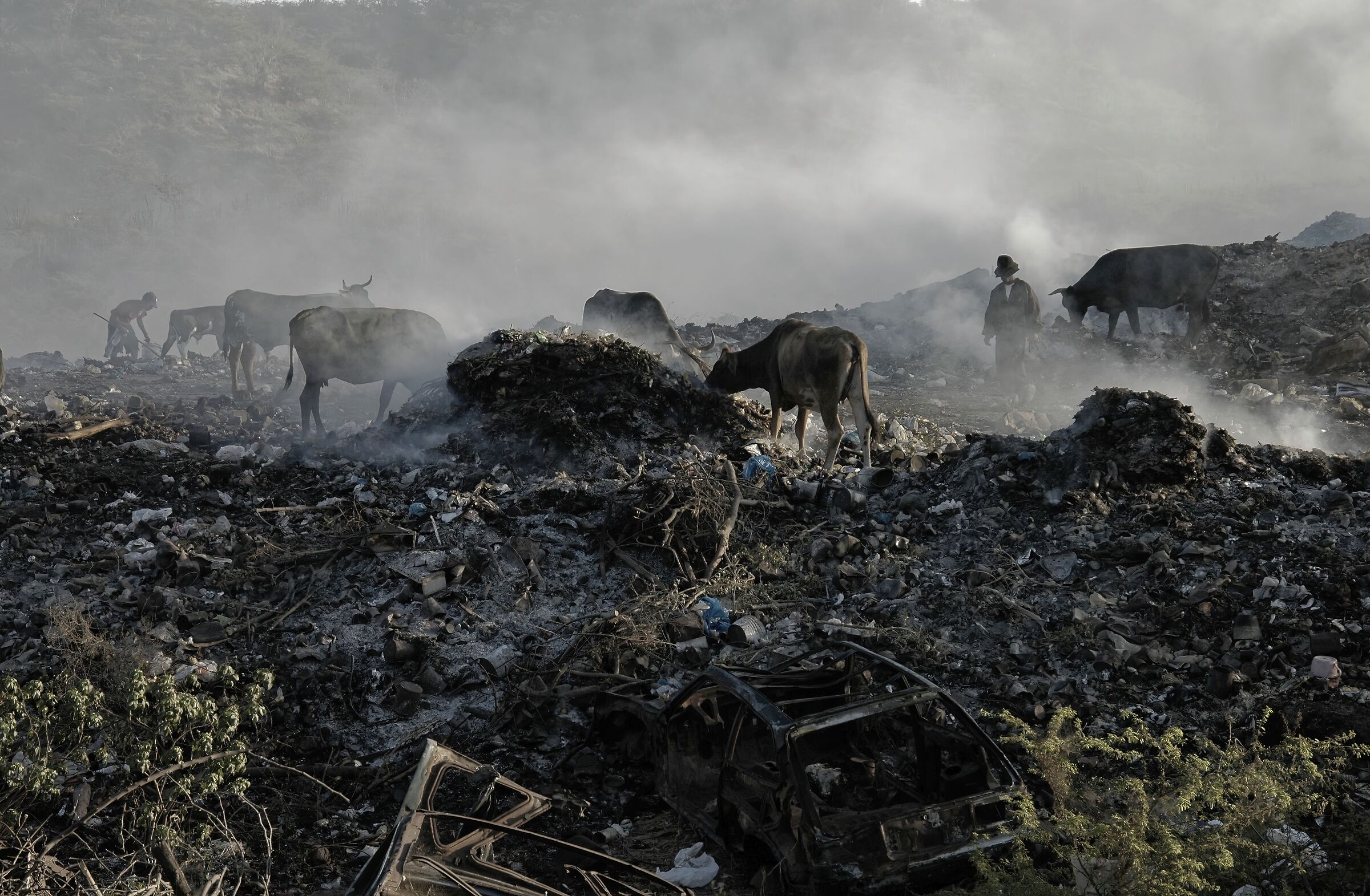 Dystopian pasture
