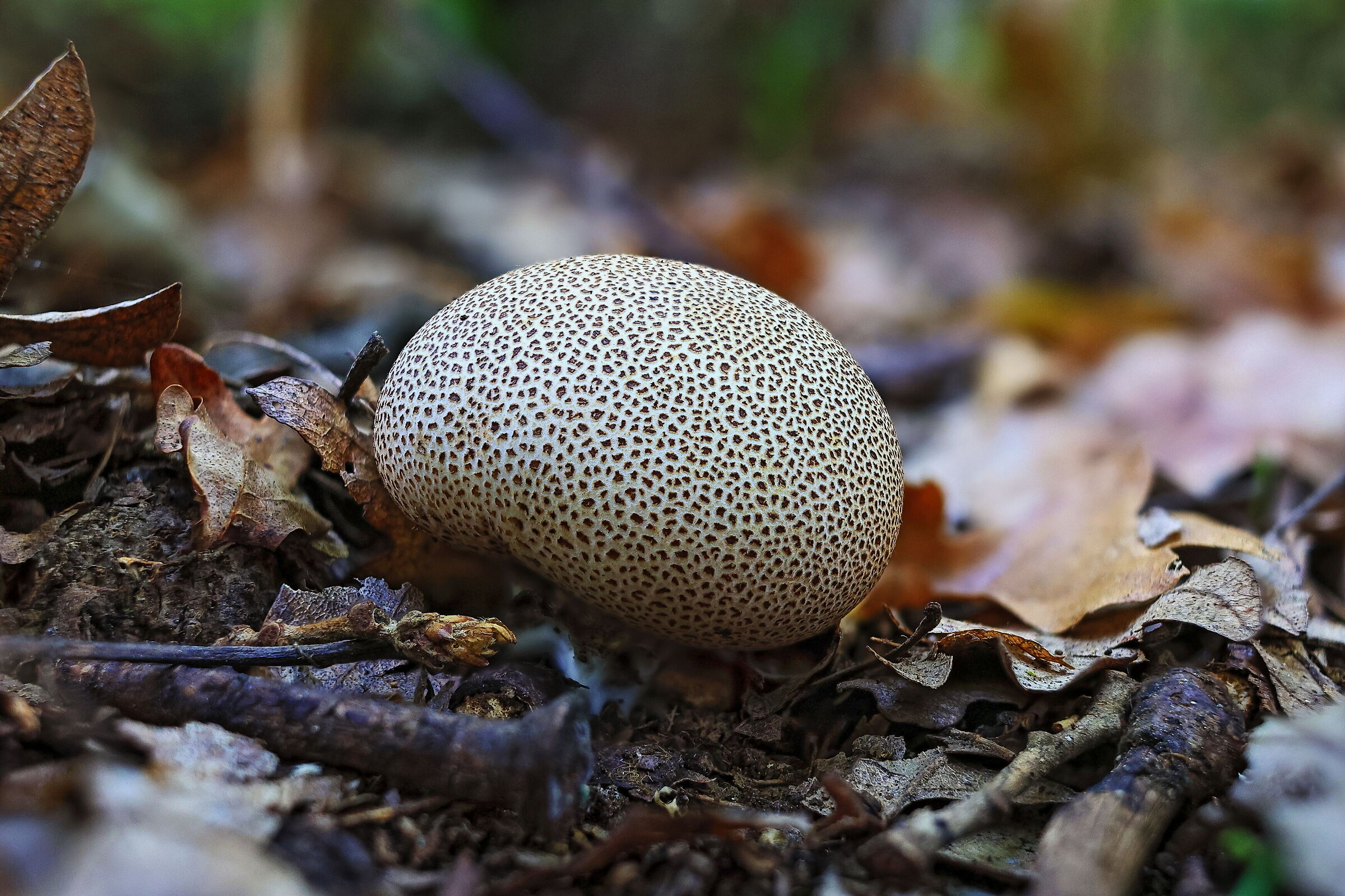 Puffball