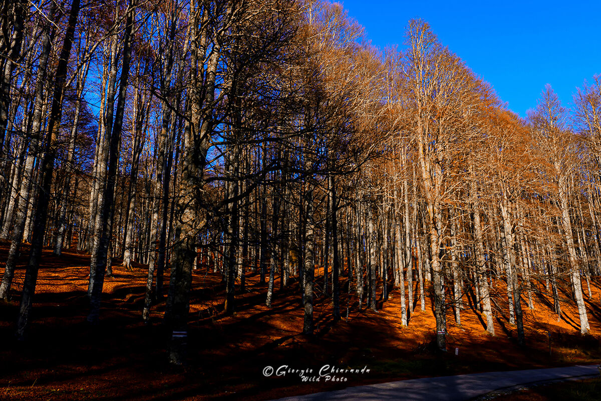Lunghe ombre d'Autunno sulla faggetta (Monte Pizzoc)