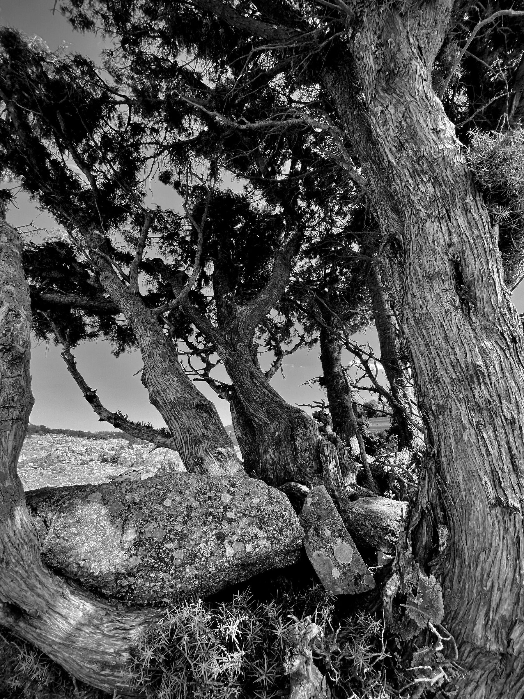 In the shade of Juniper