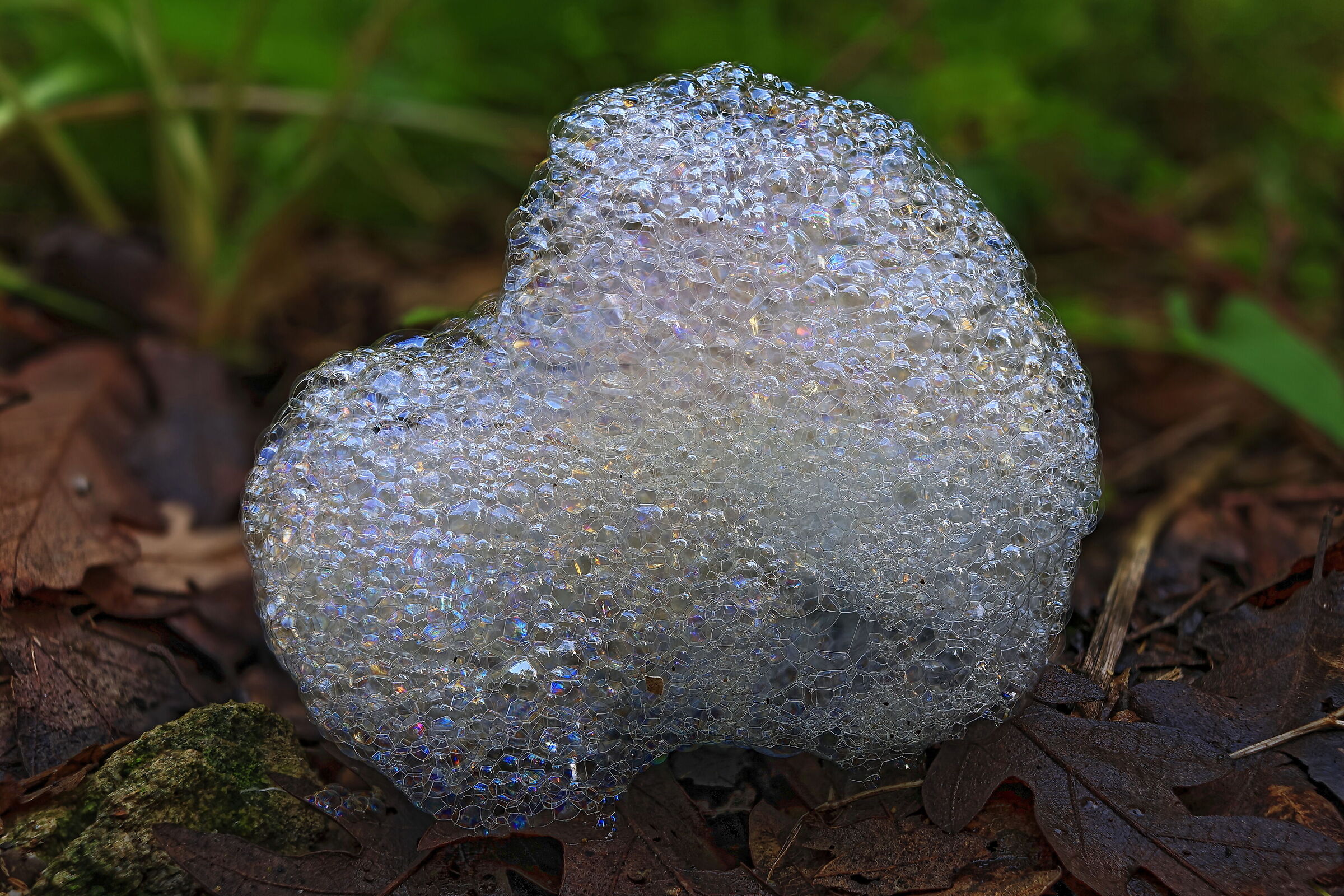 Schiuma candida di Cercopidi