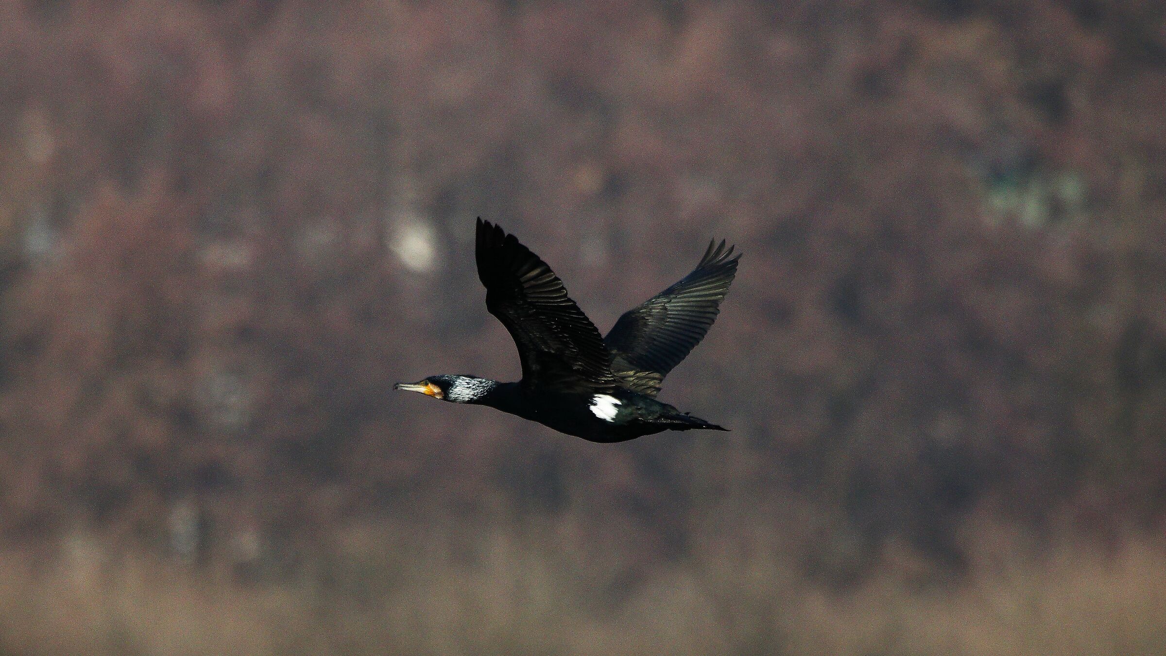 Cormorano 24-01-2022 --071--