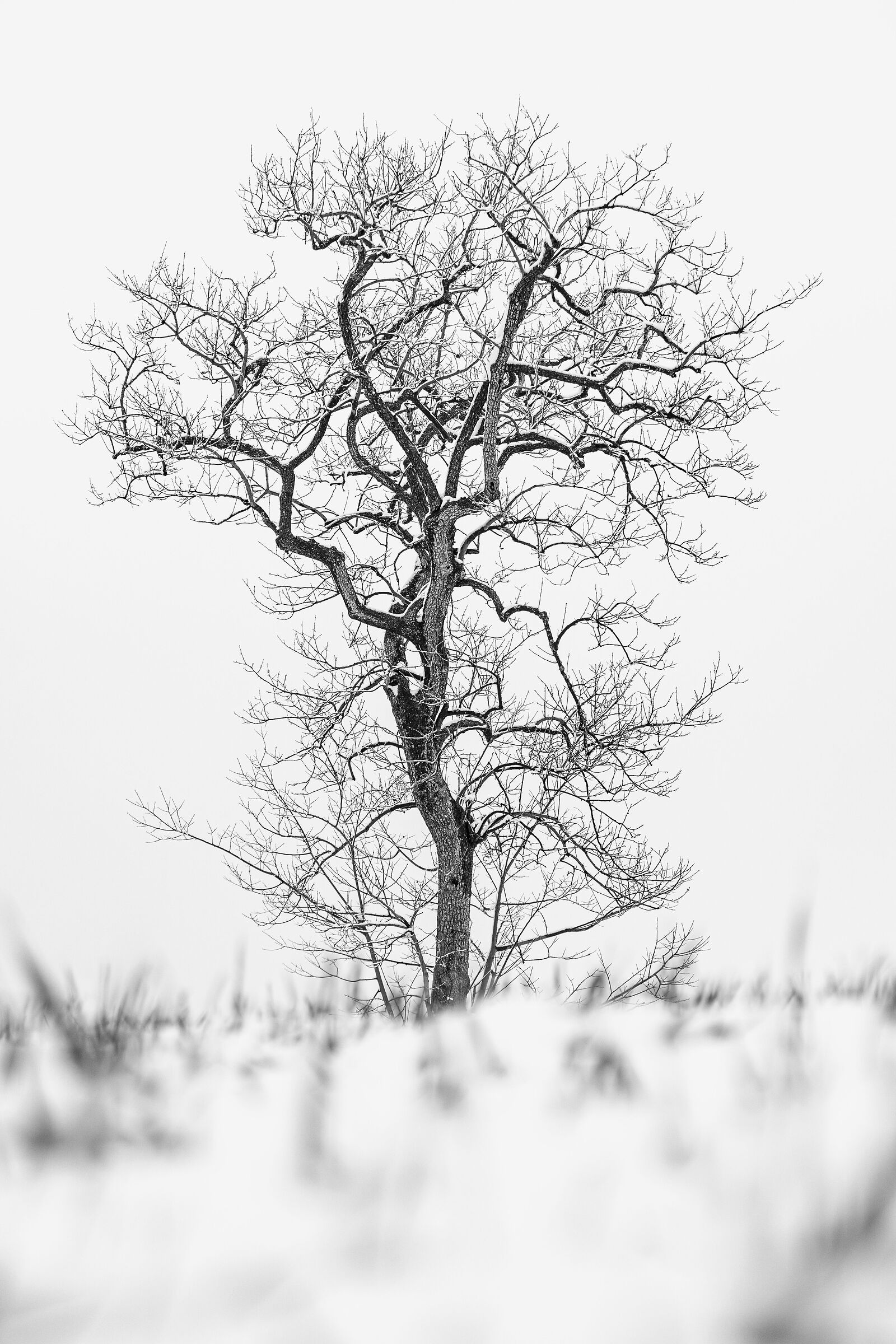 Tree And Snow