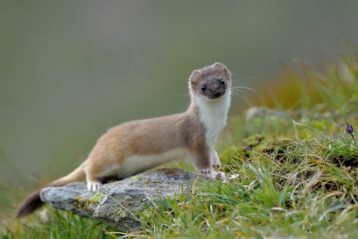Ermine