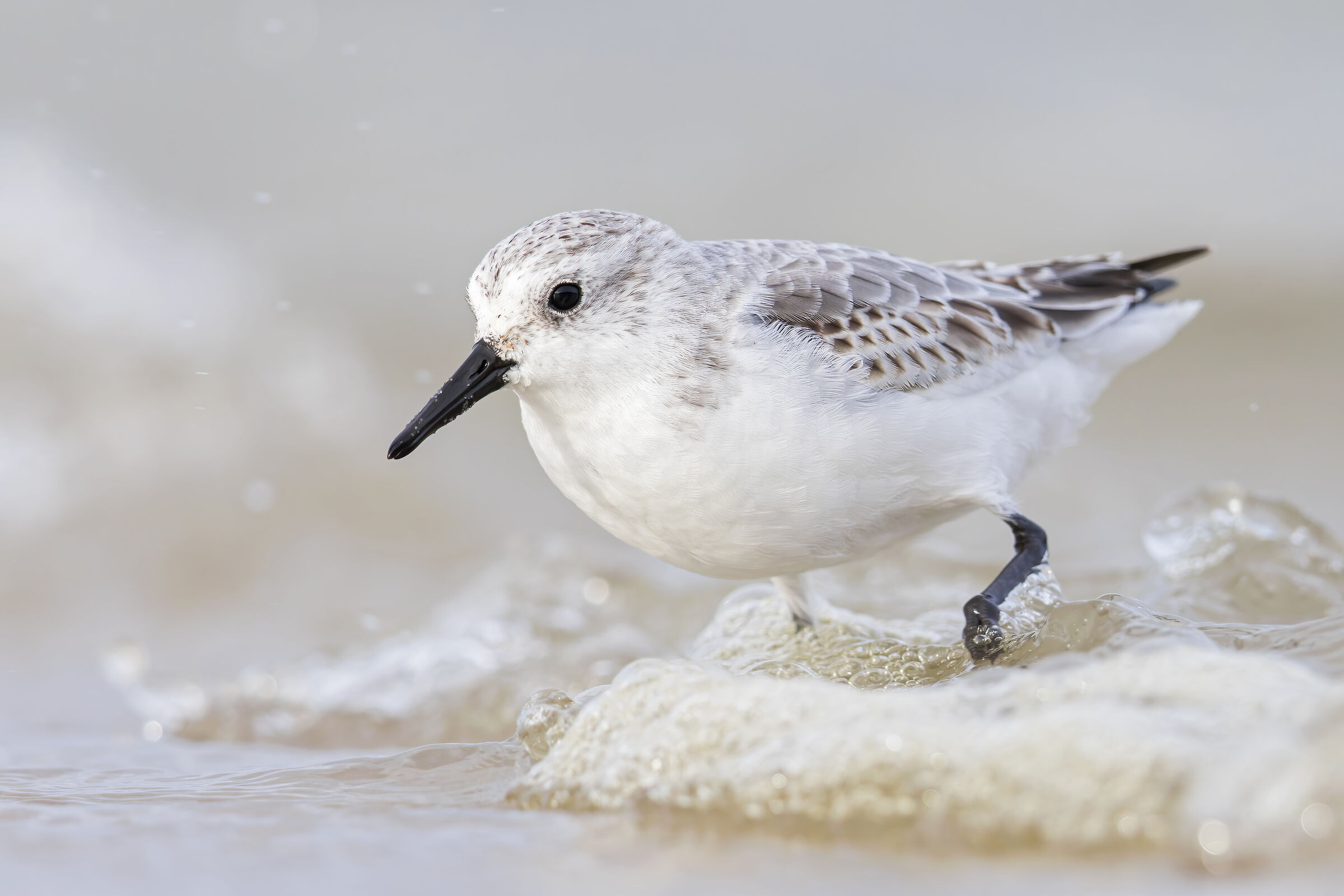 Calidris alba