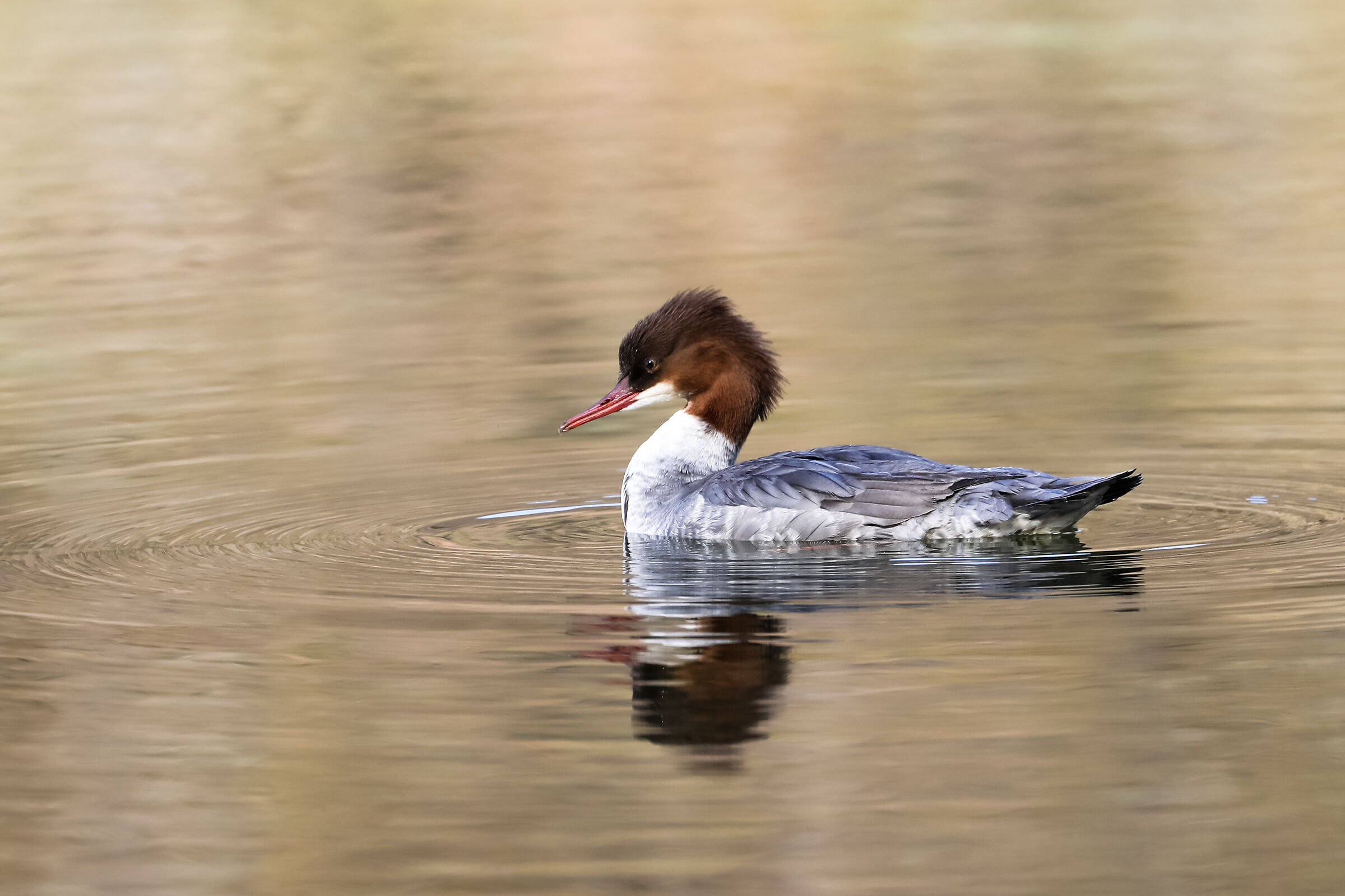 Major Merganser