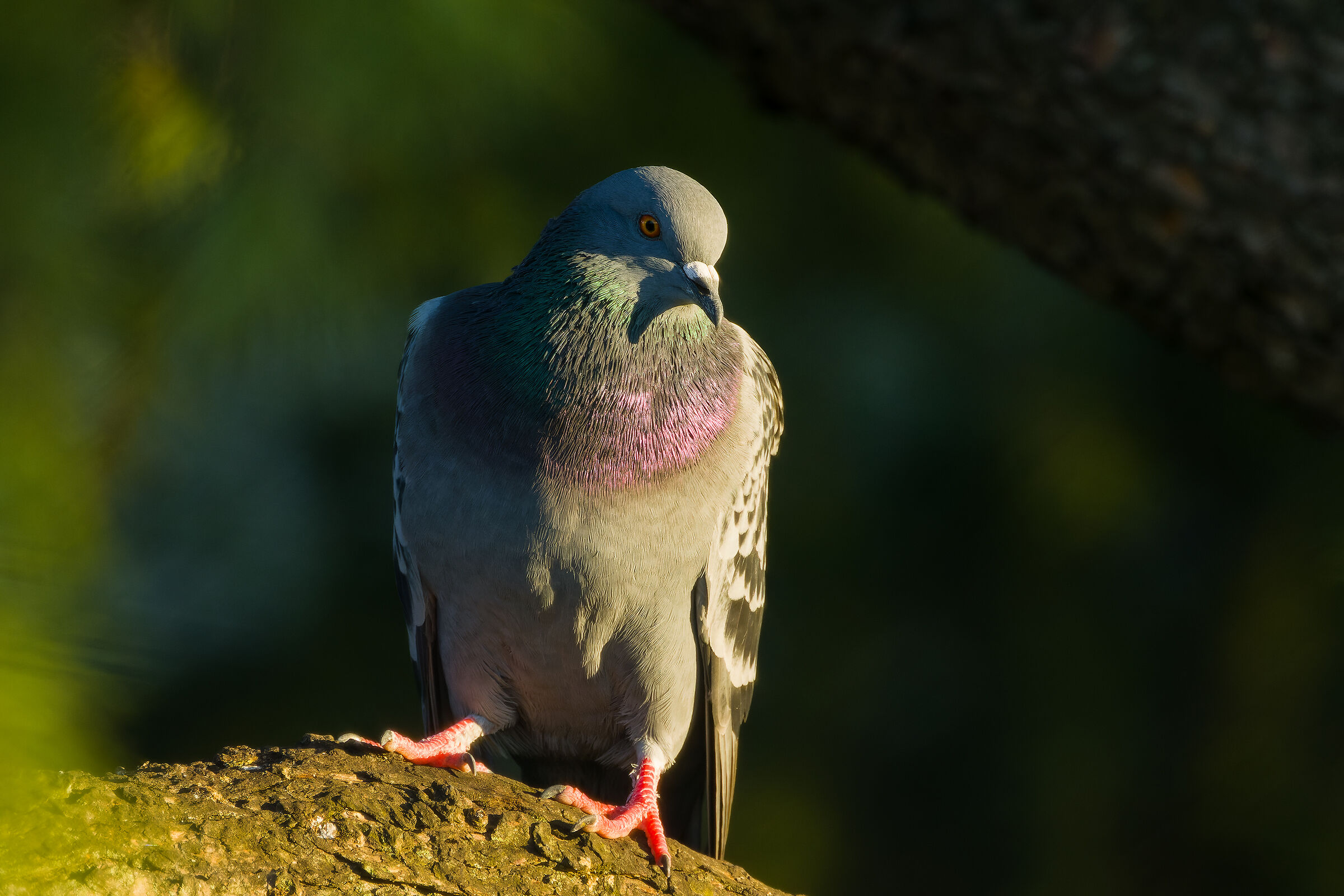 Test Rf 800mm