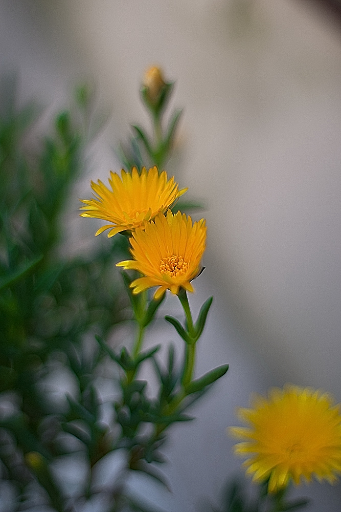 always and only flowers