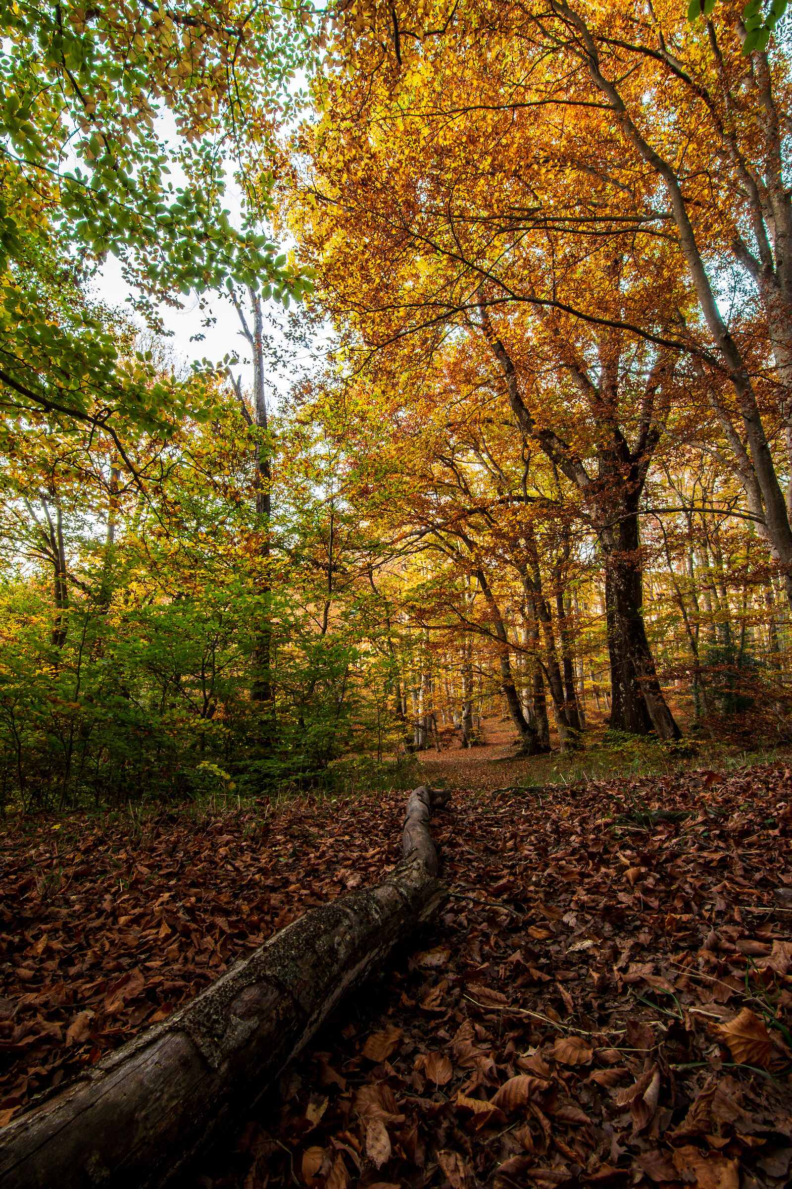 Moving from summer to autumn