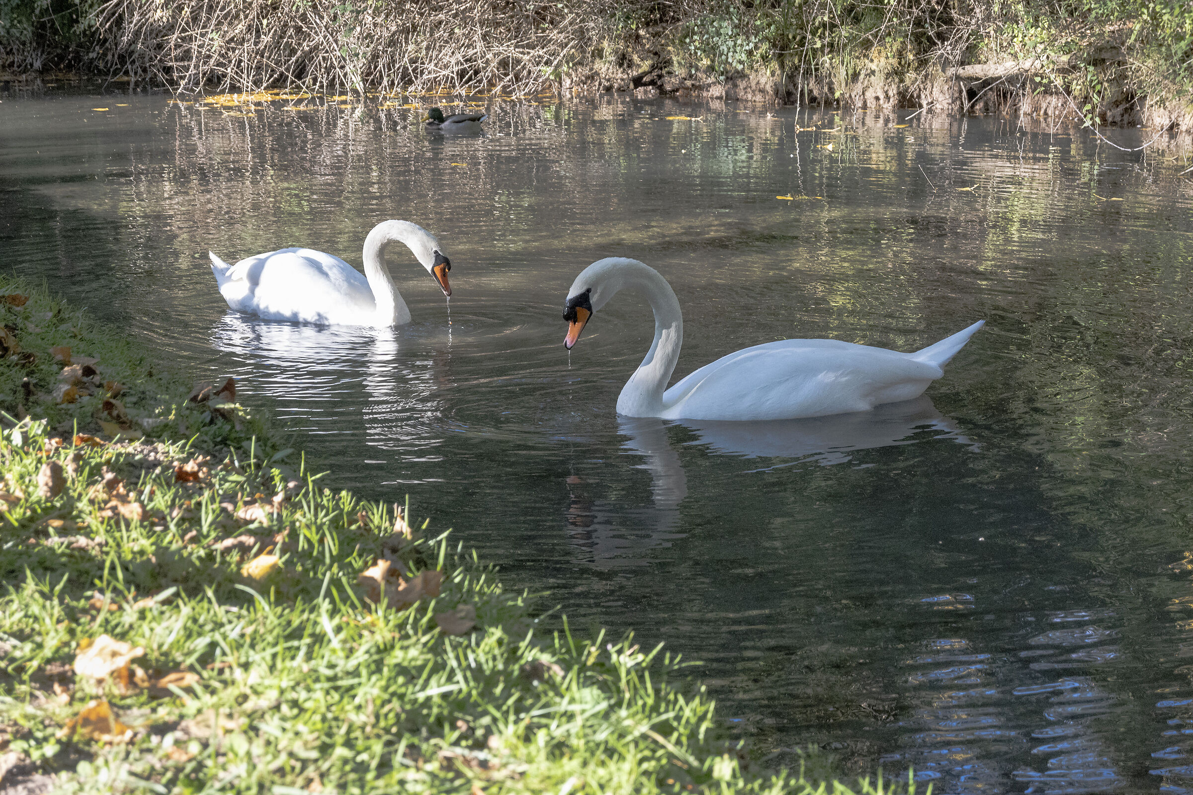 Swans
