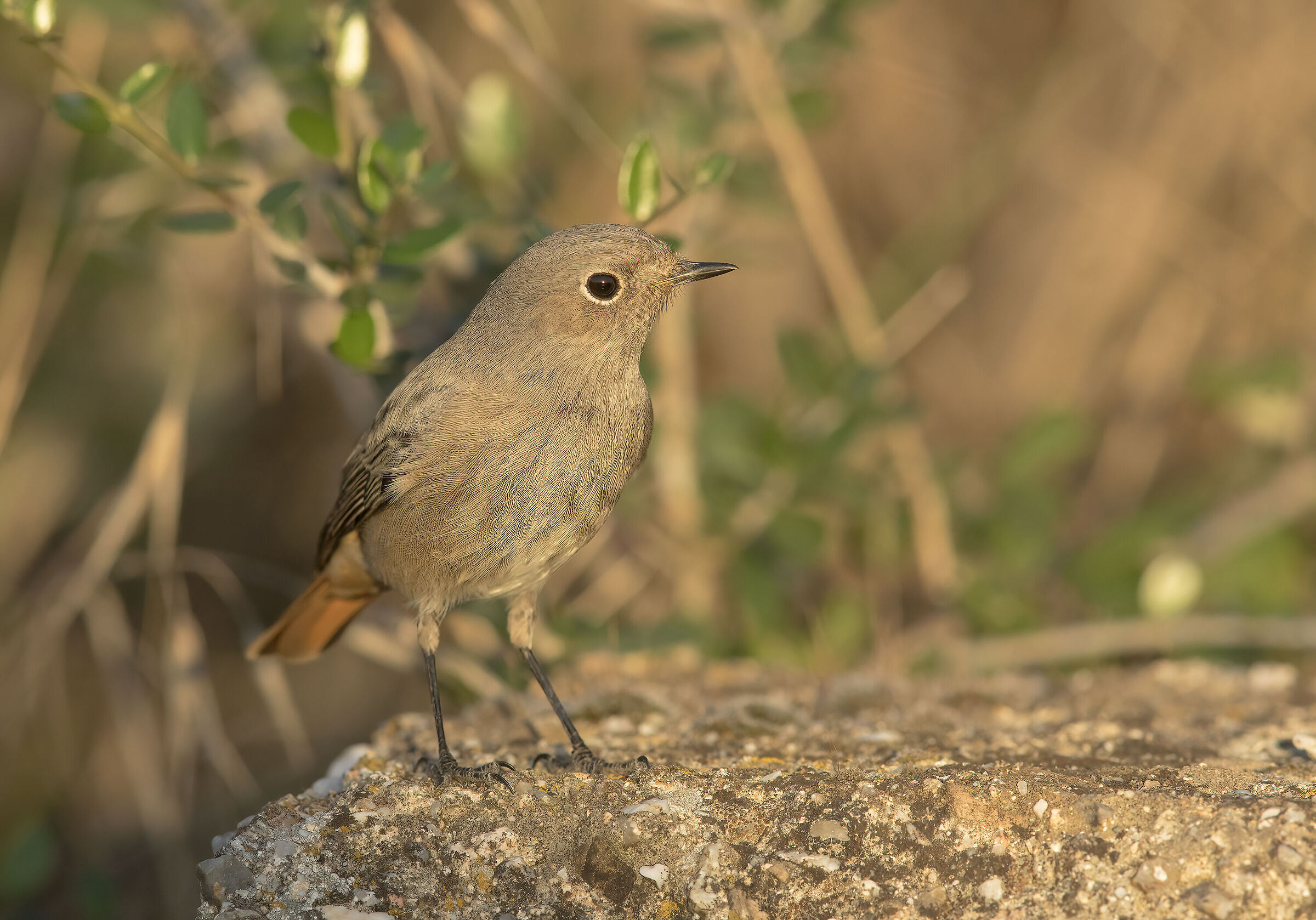 black redstart