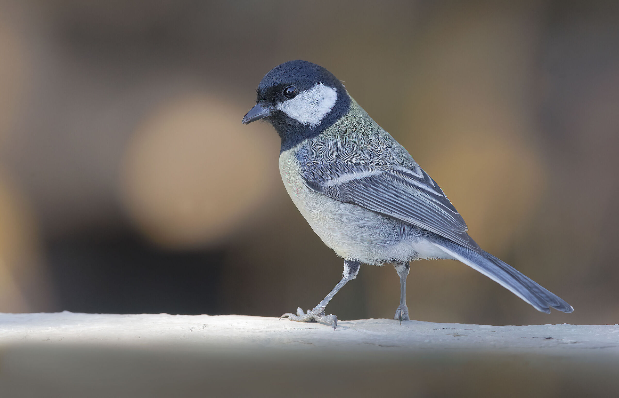 cinciallegra...in blu?