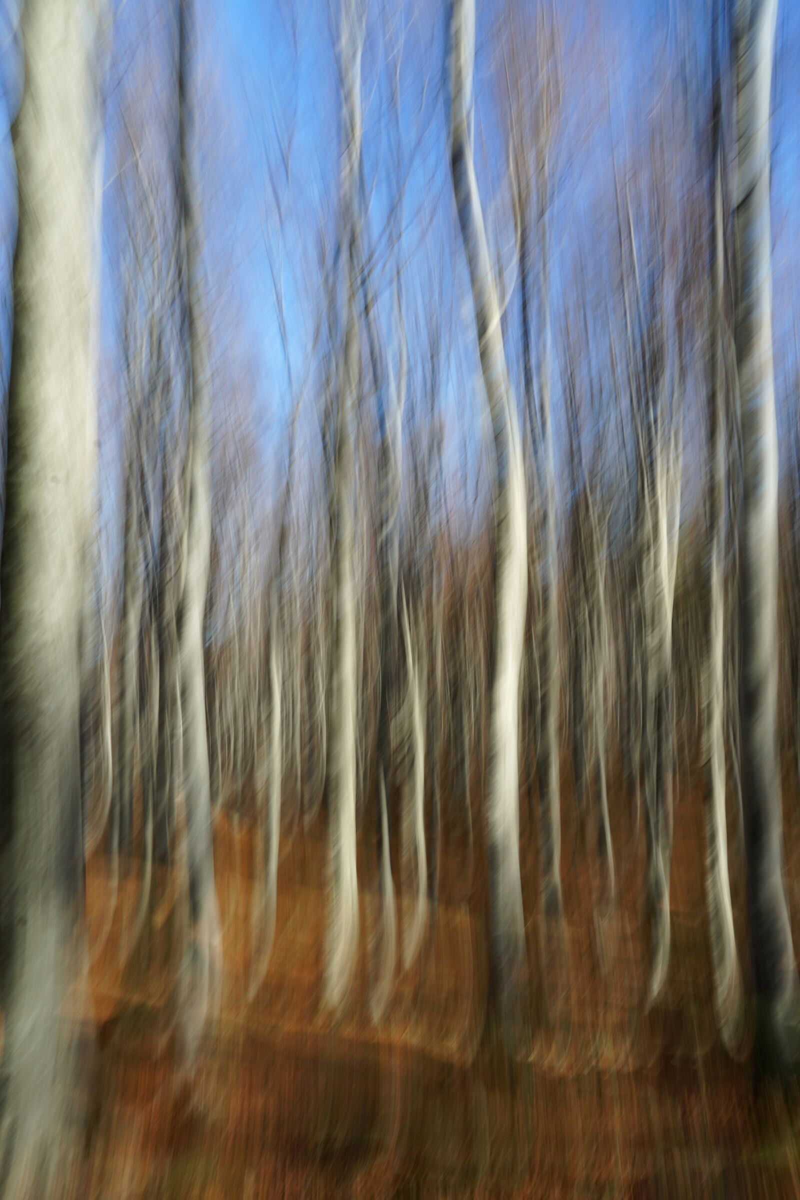 The witches' forest
