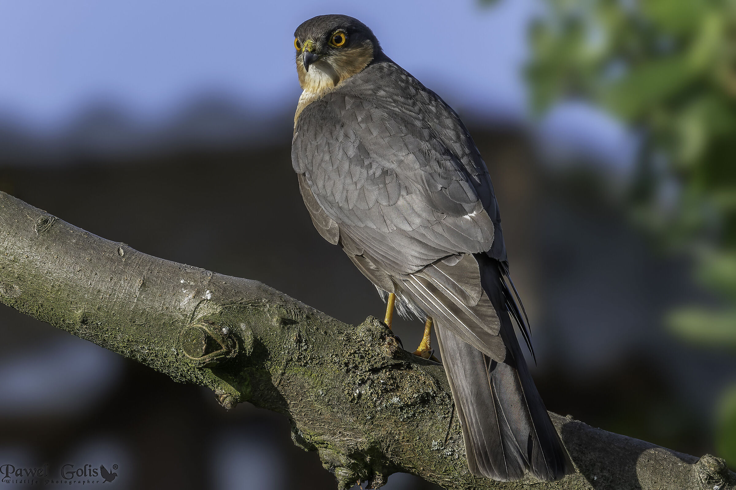 Sparviere eurasiatico (Accipiter nisus)v2