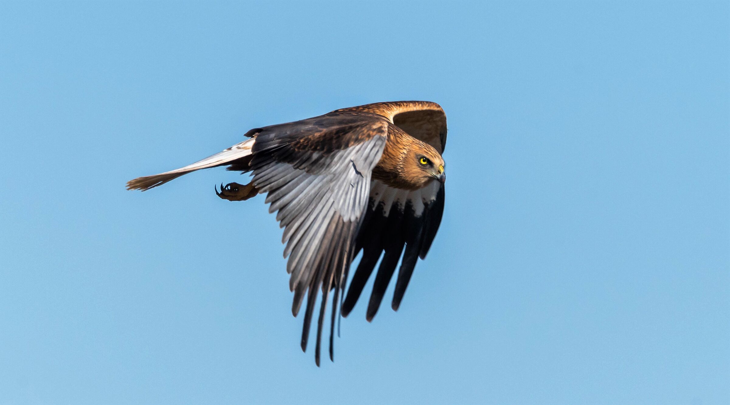 Falco di palude