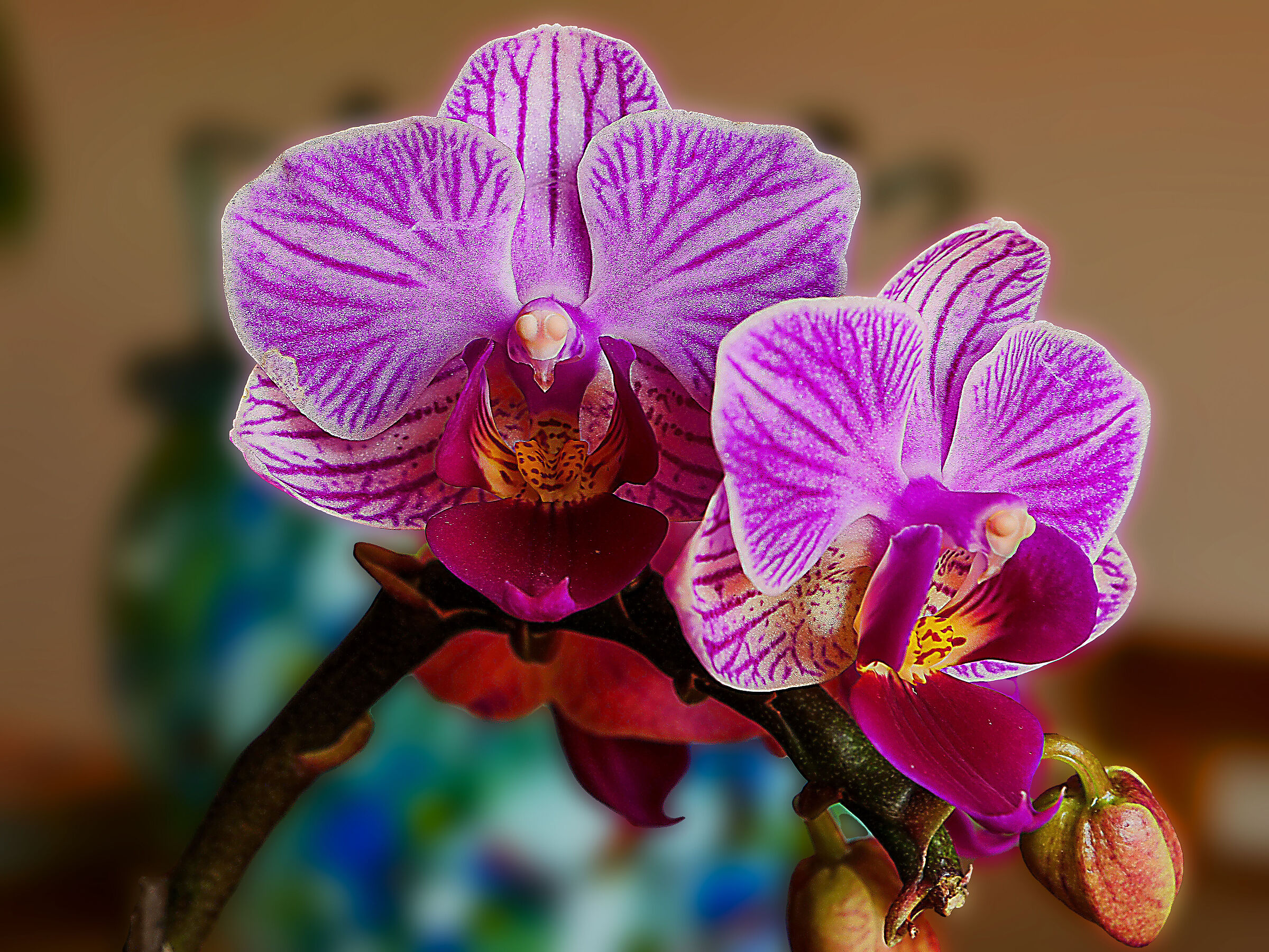 Orchidea