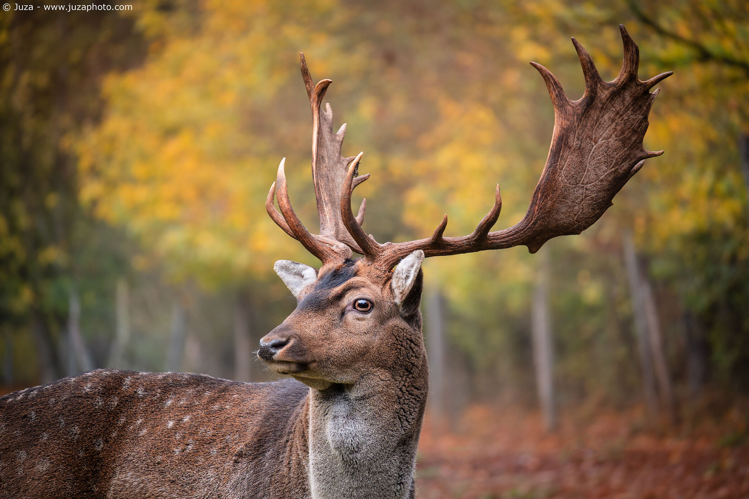 Fallow deer among the autumn colors