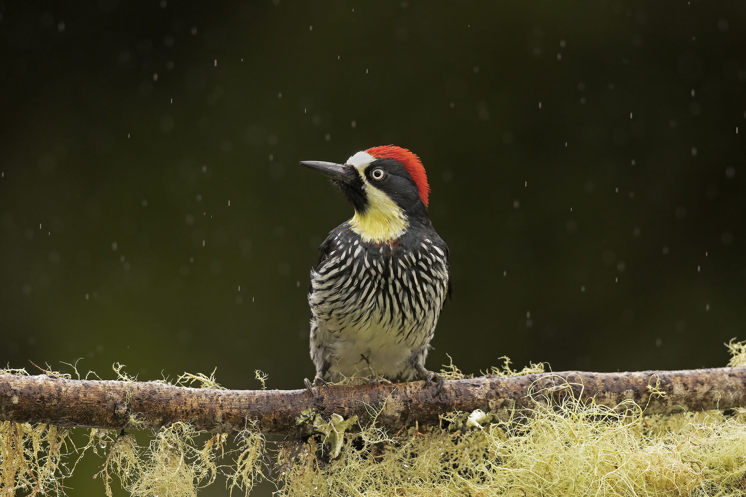 The acorn woodpecker in the rain