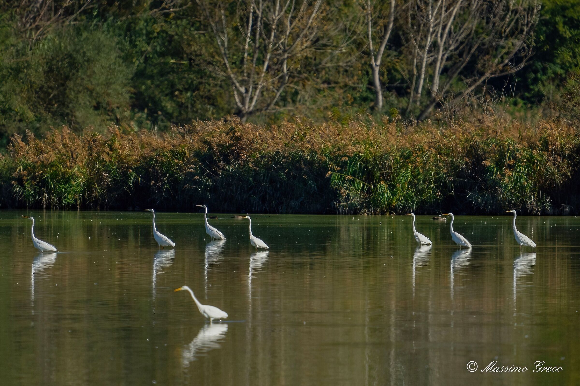 La pace dell'Oasi di Alviano