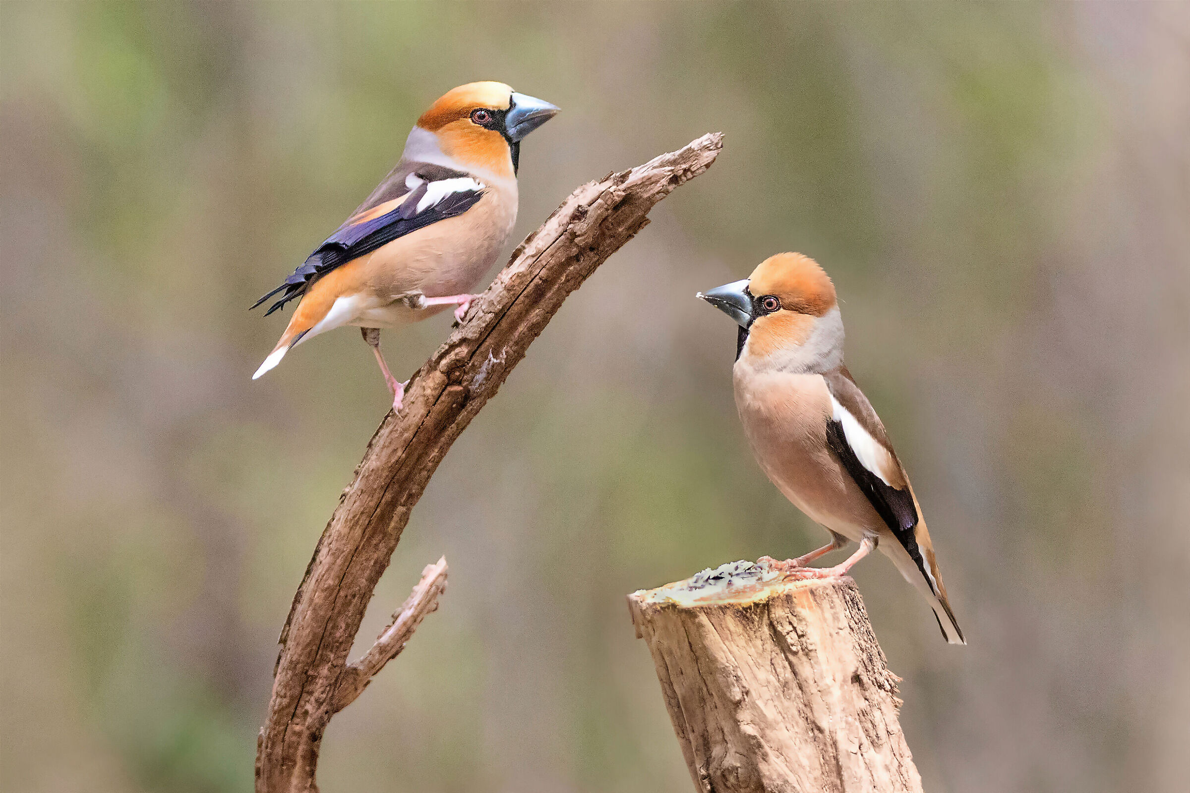 Coccothraustes coccothraustes