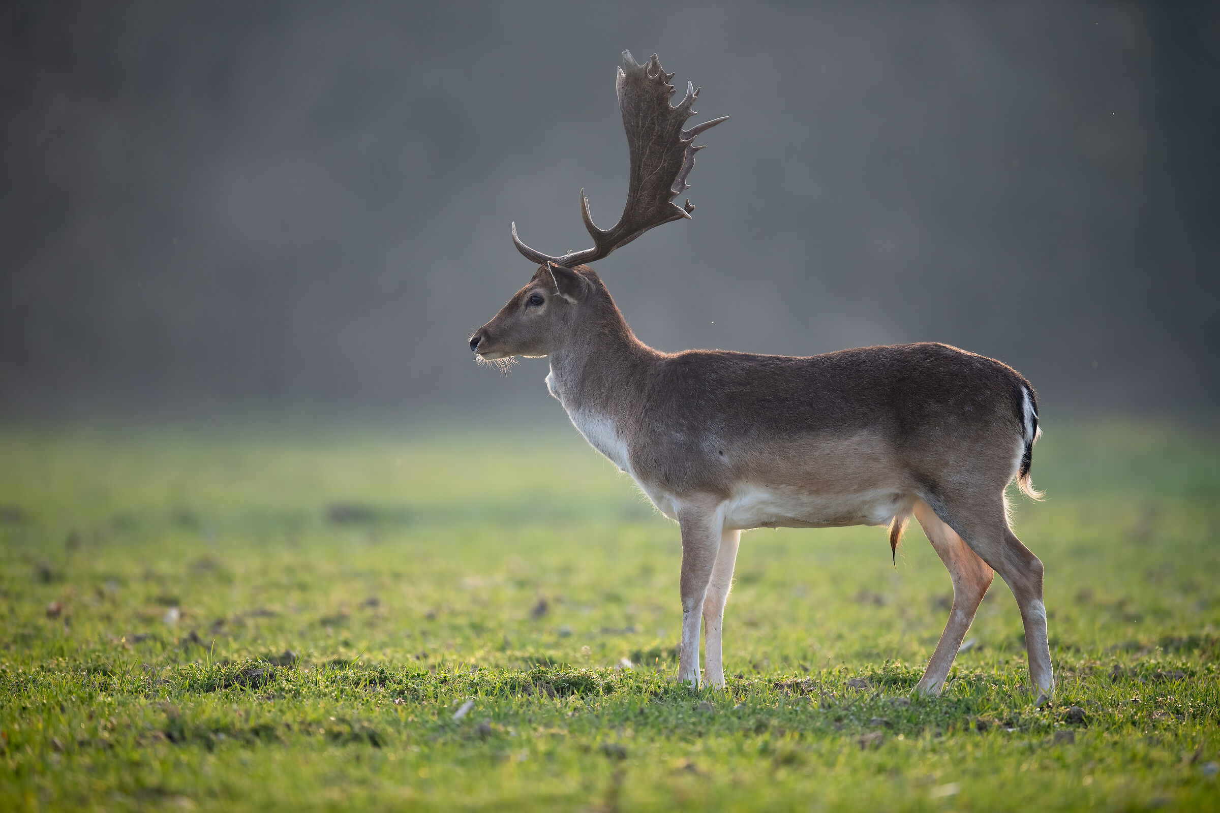 Fallow deer backlit