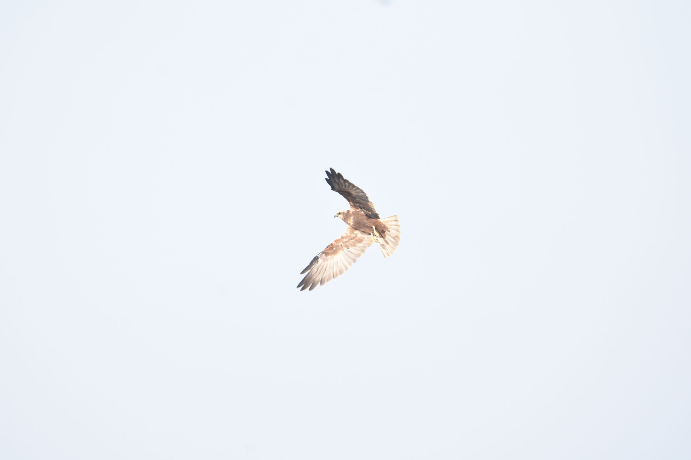 Marsh harrier
