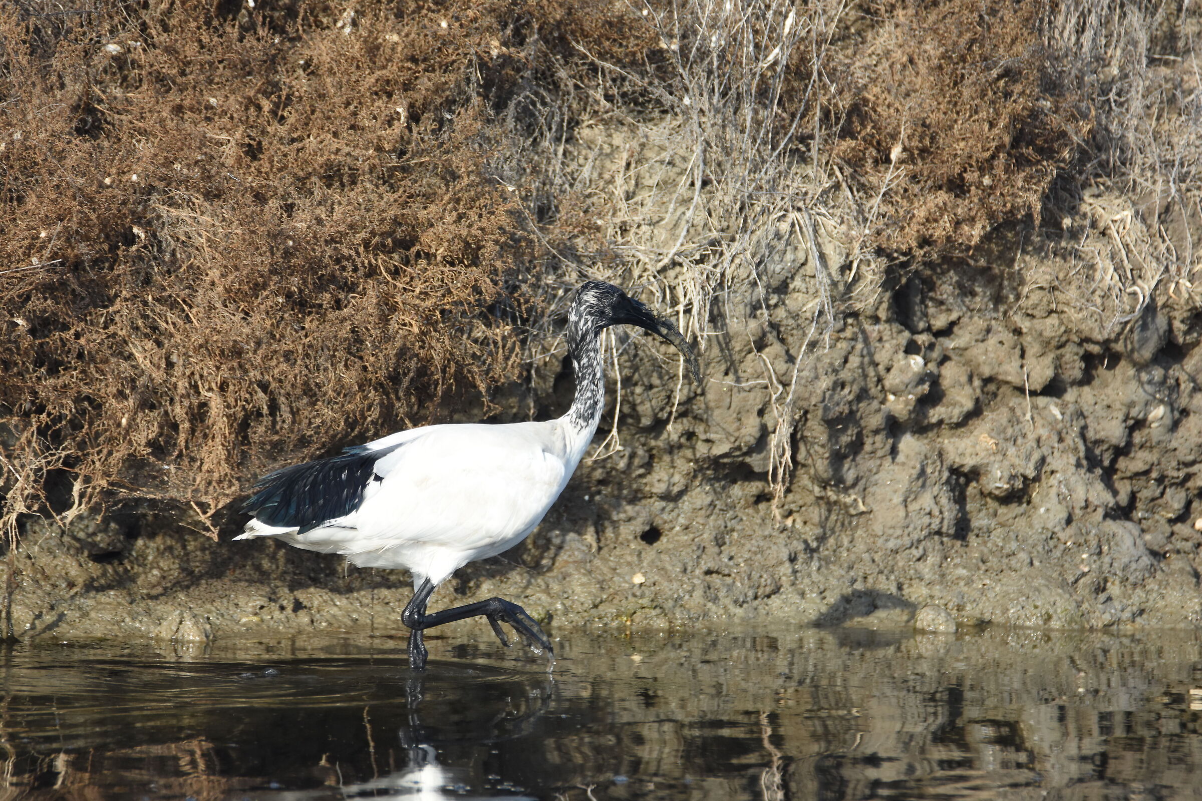 Ibis