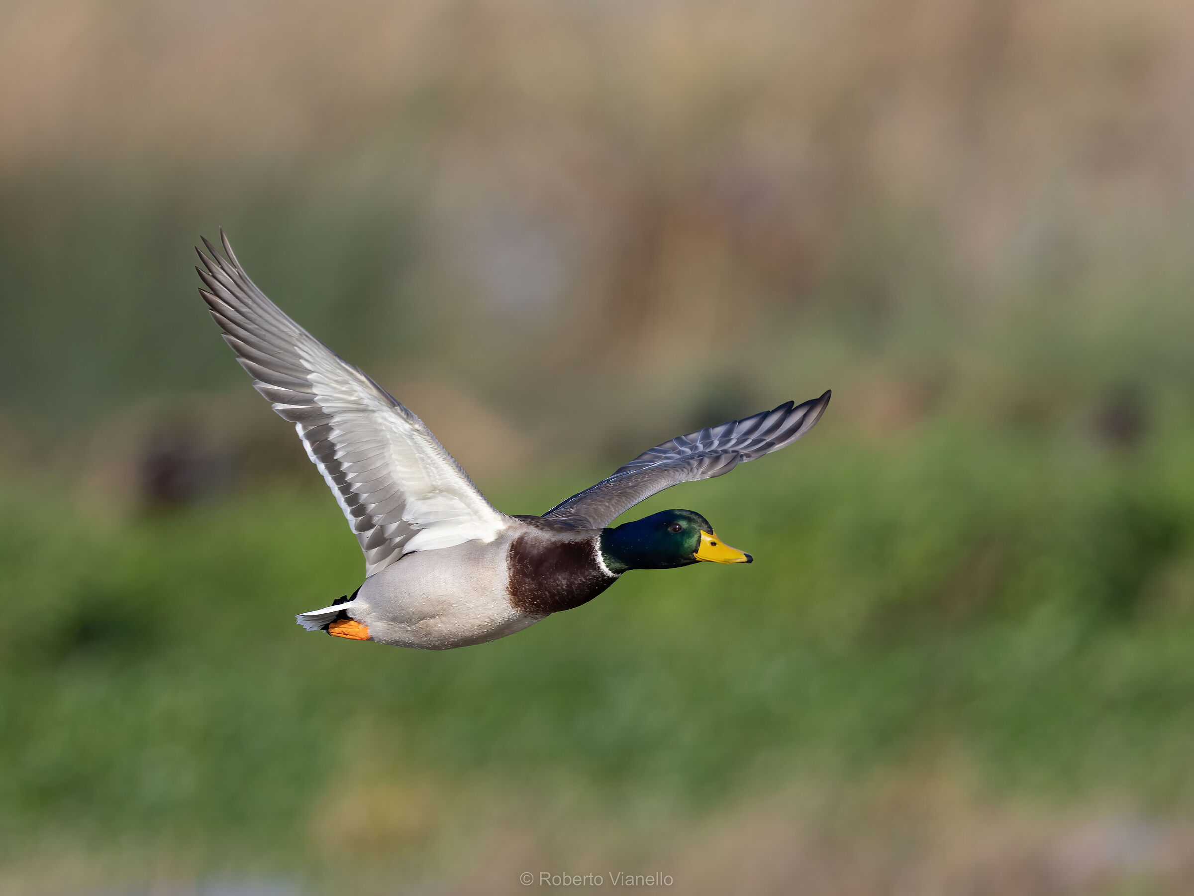 Germano reale (Anas platyrhynchos)