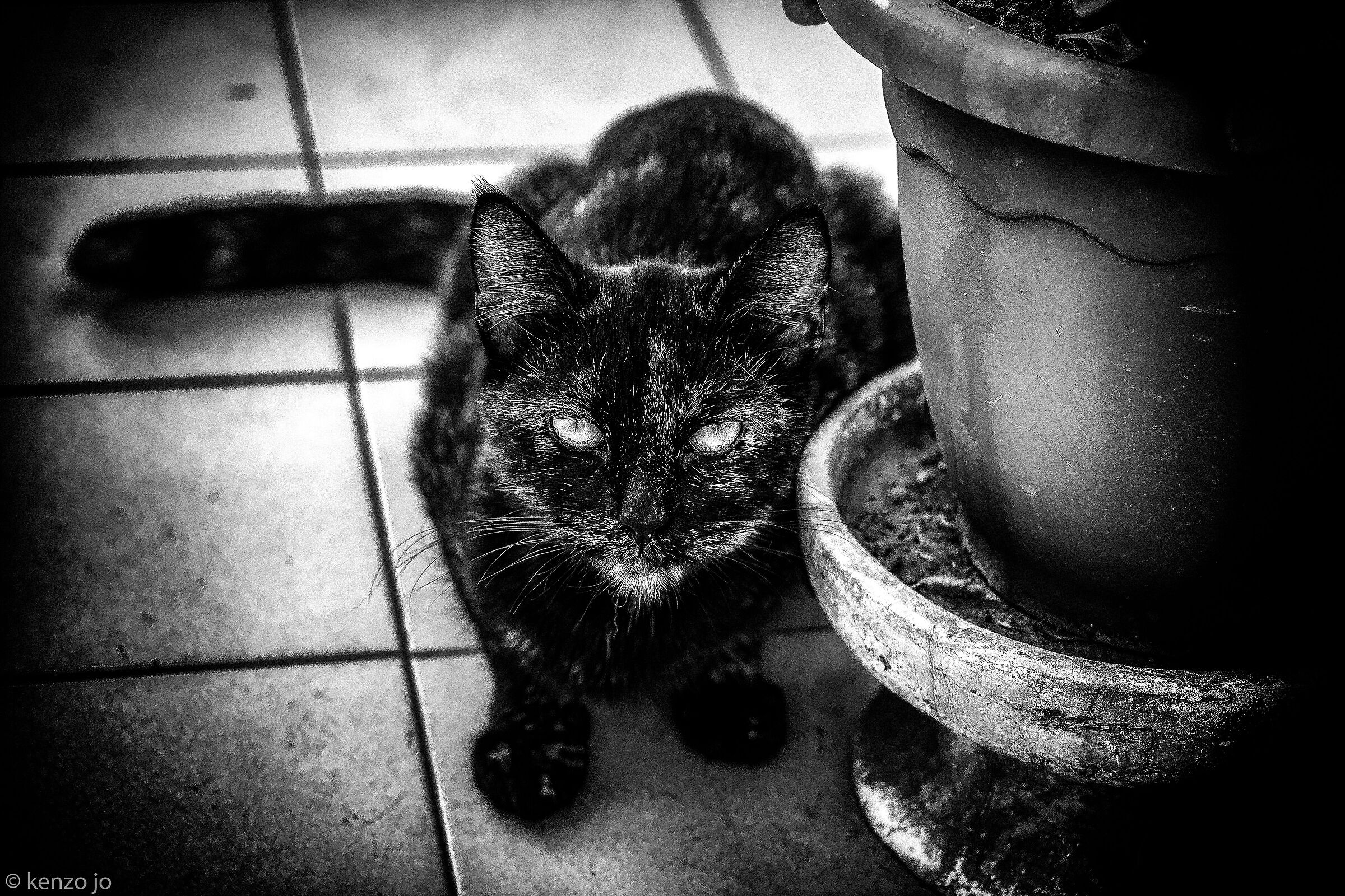 Halloween Night... in Black & White