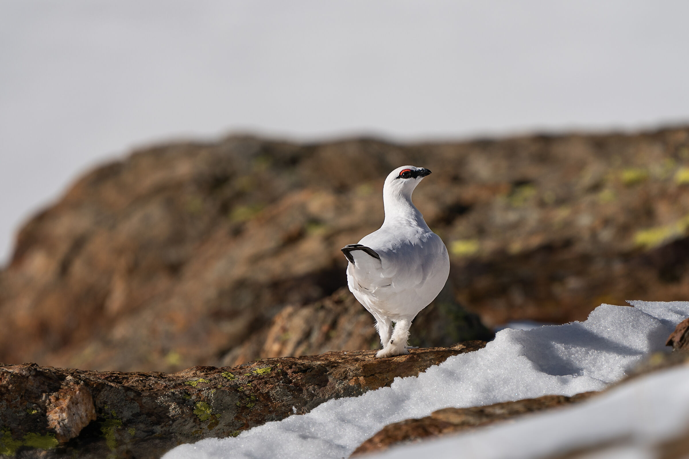 Pernice bianca , maschio