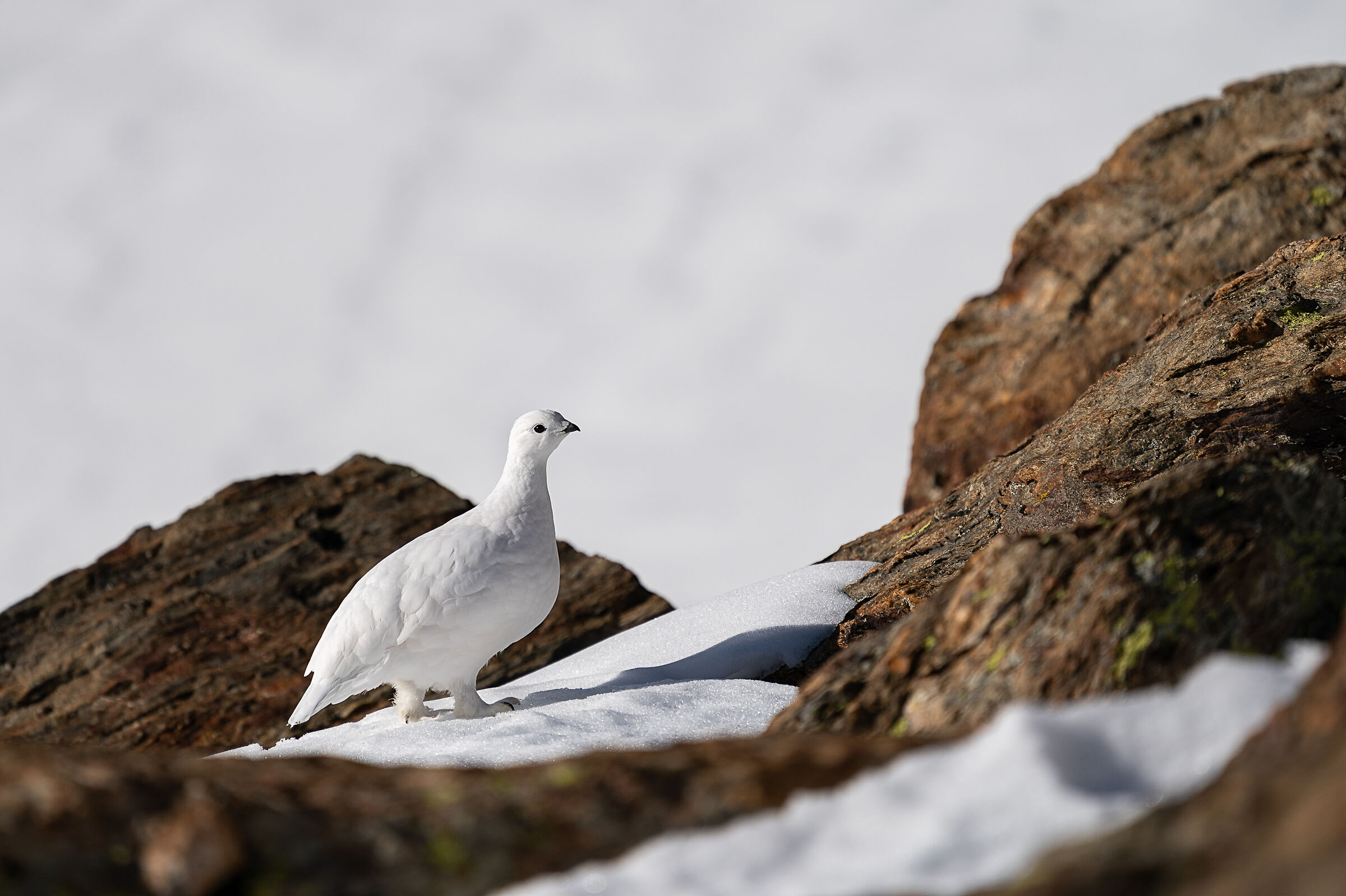 Ptarmigan, female