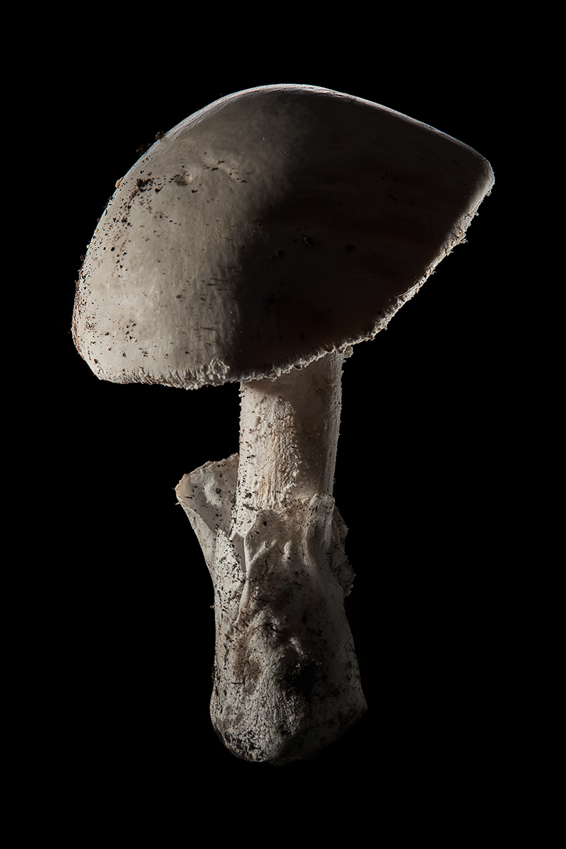 Amanita Ovoidea, 2022