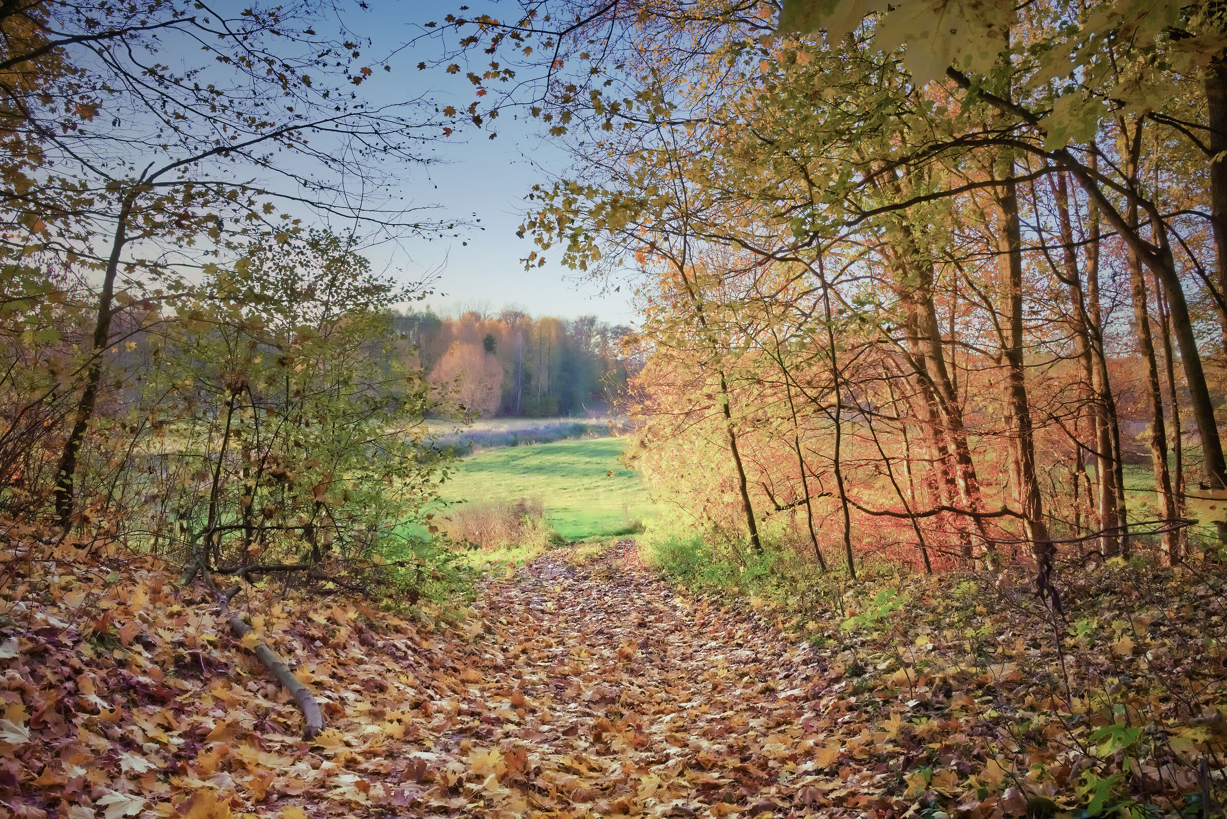 Beyond the forest among the crackling leaves