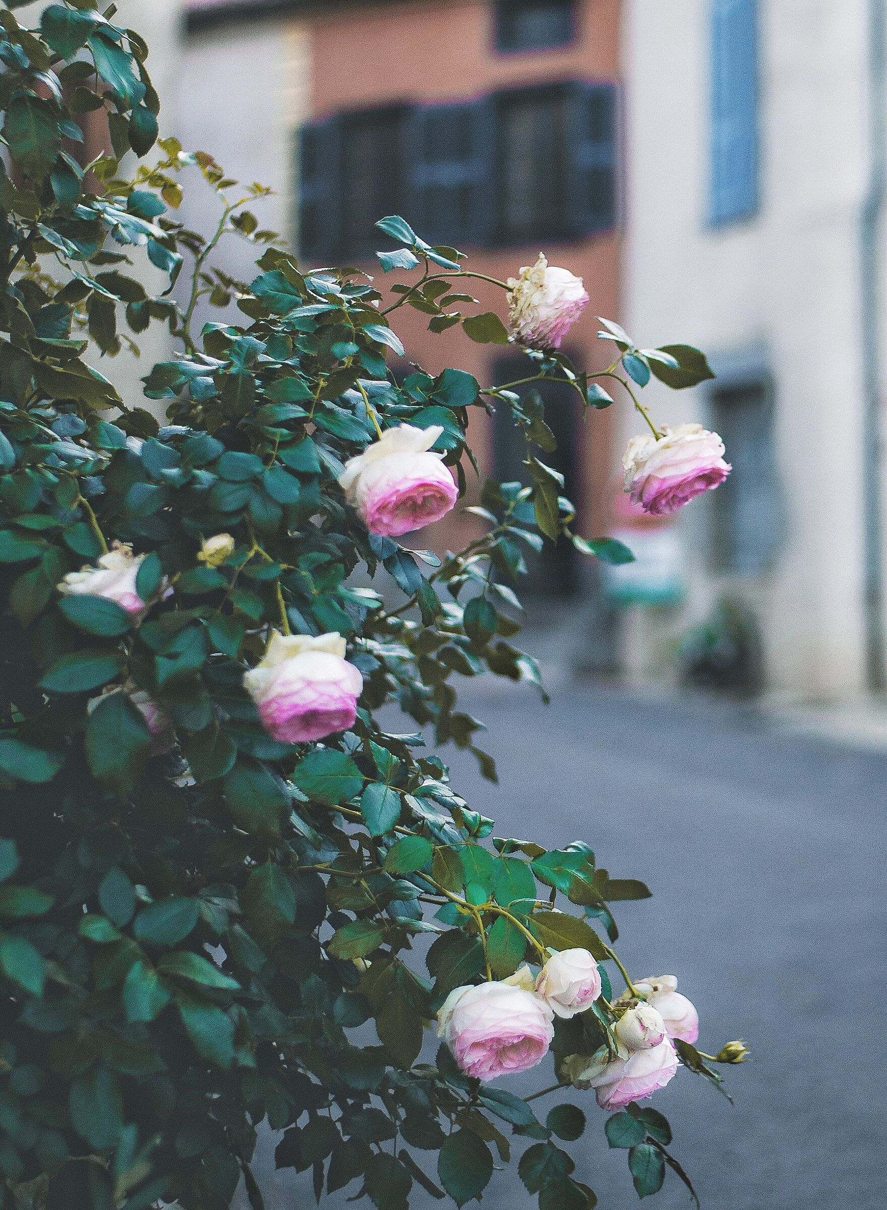 Petite fleur