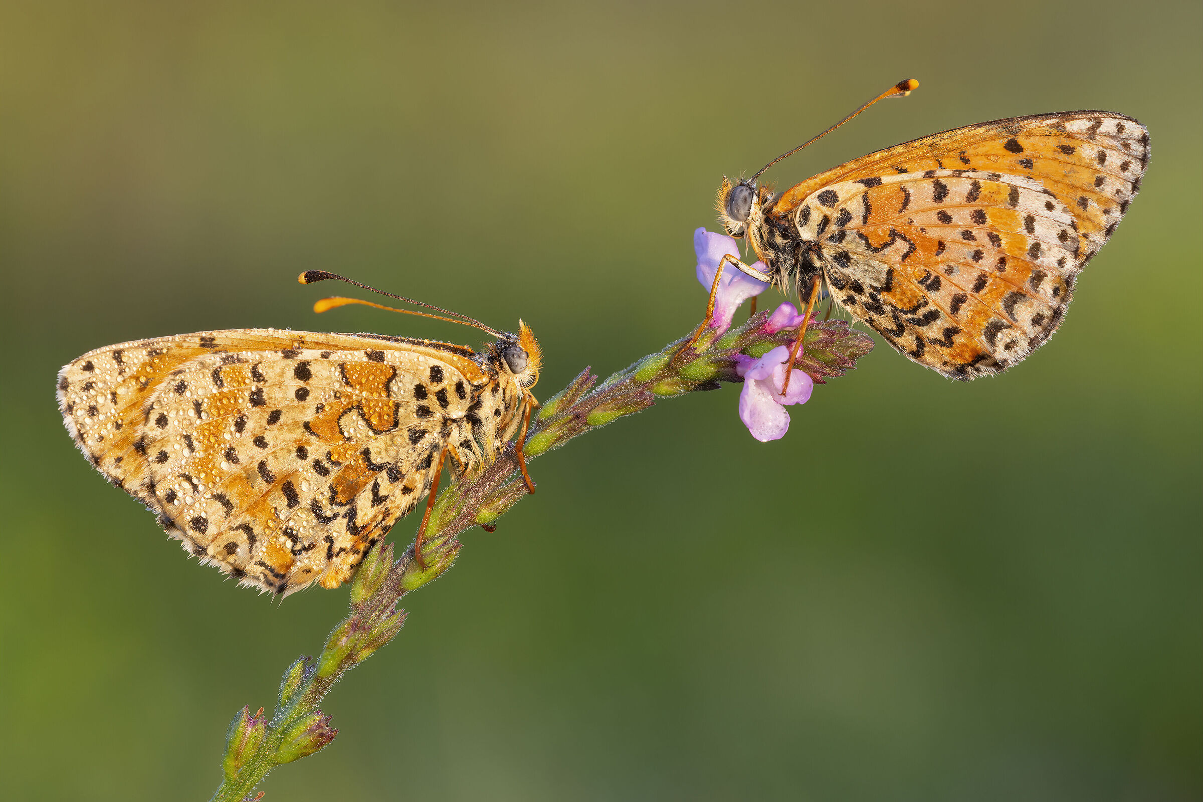 Pair of melitaea dydima