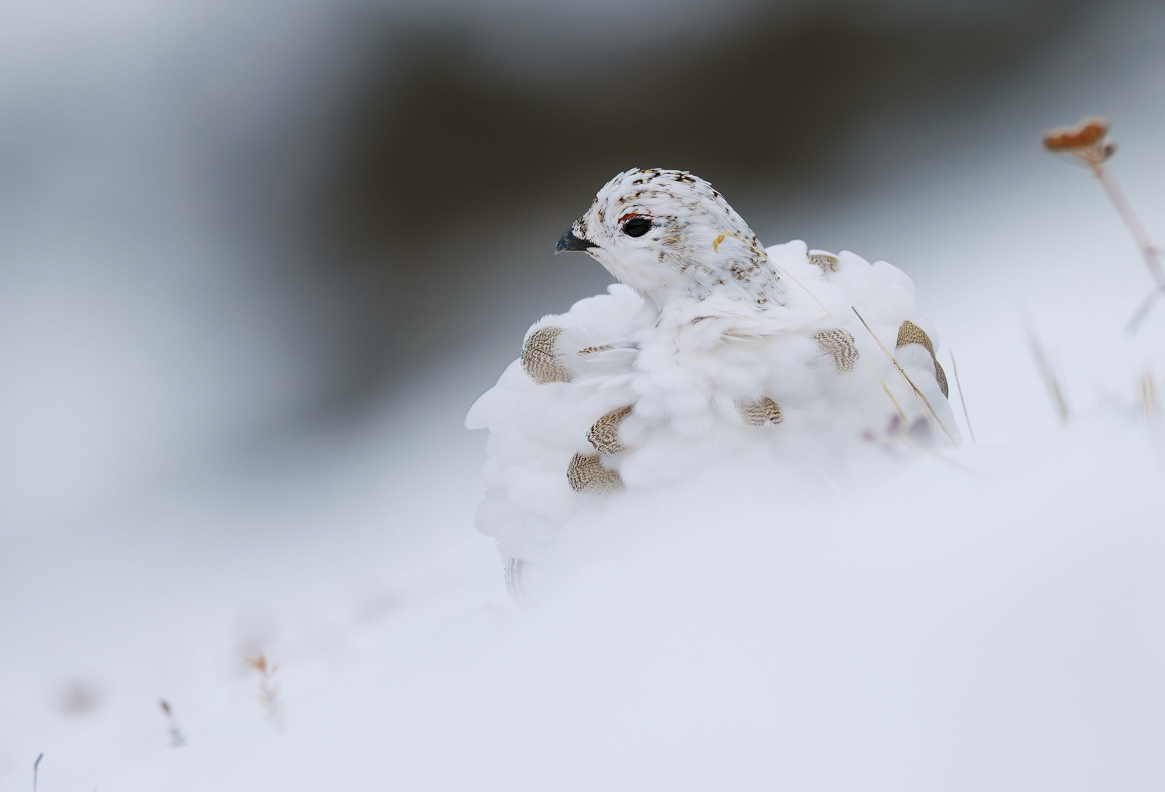 Ptarmigan, 10/22