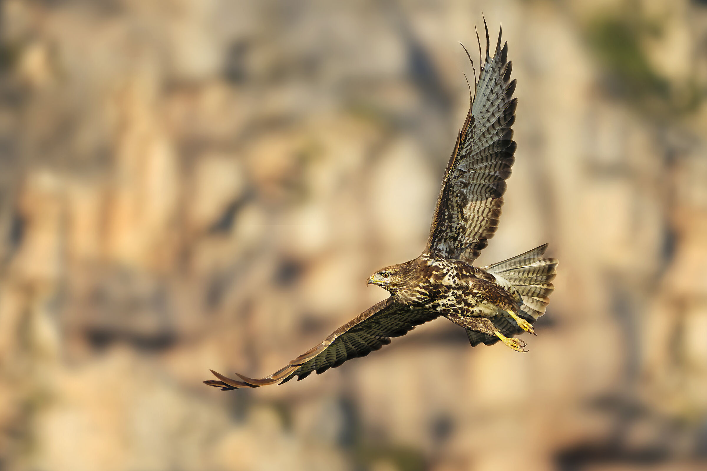 Poiana alla luce del tramonto